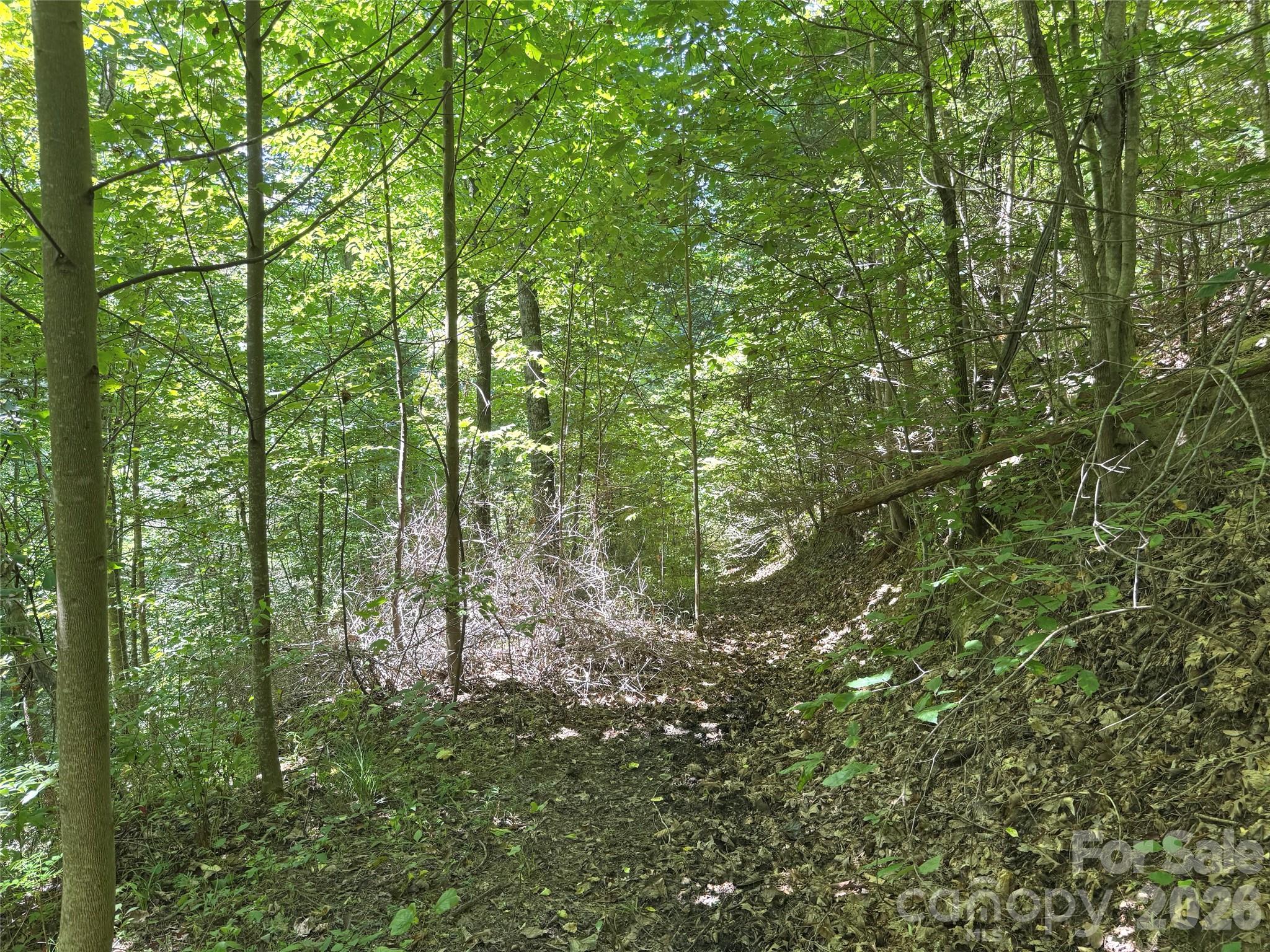 300 ± Acres Upper Flat Creek Road Property Photo 10