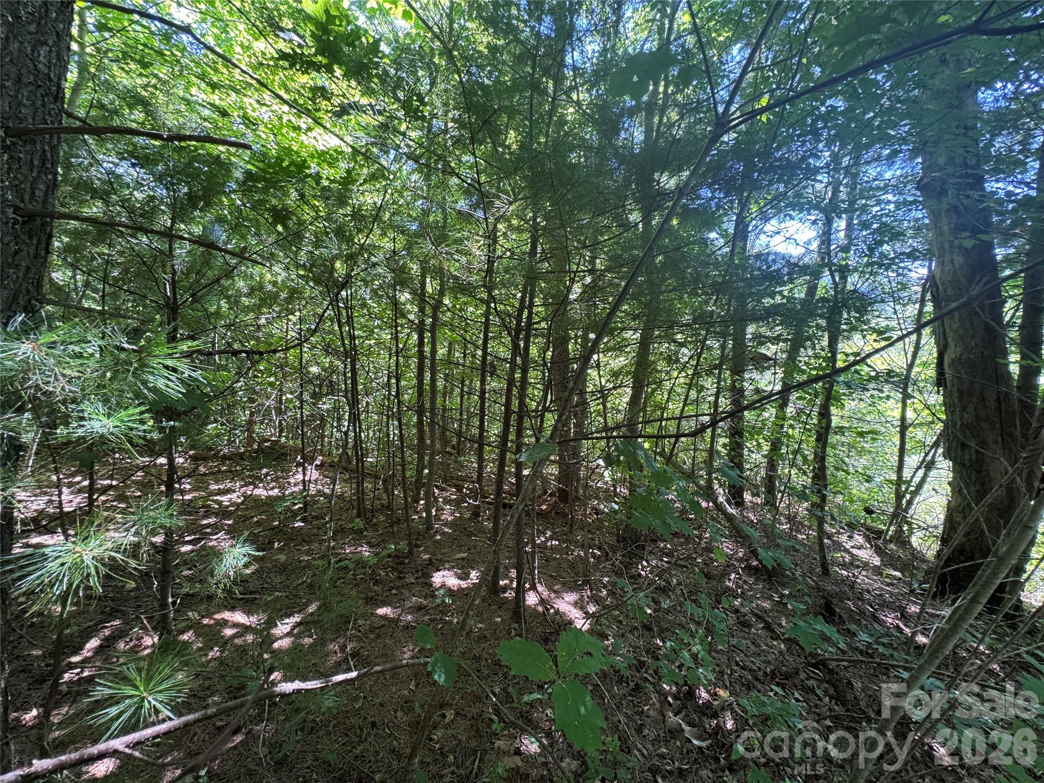 300 ± Acres Upper Flat Creek Road Property Photo 28