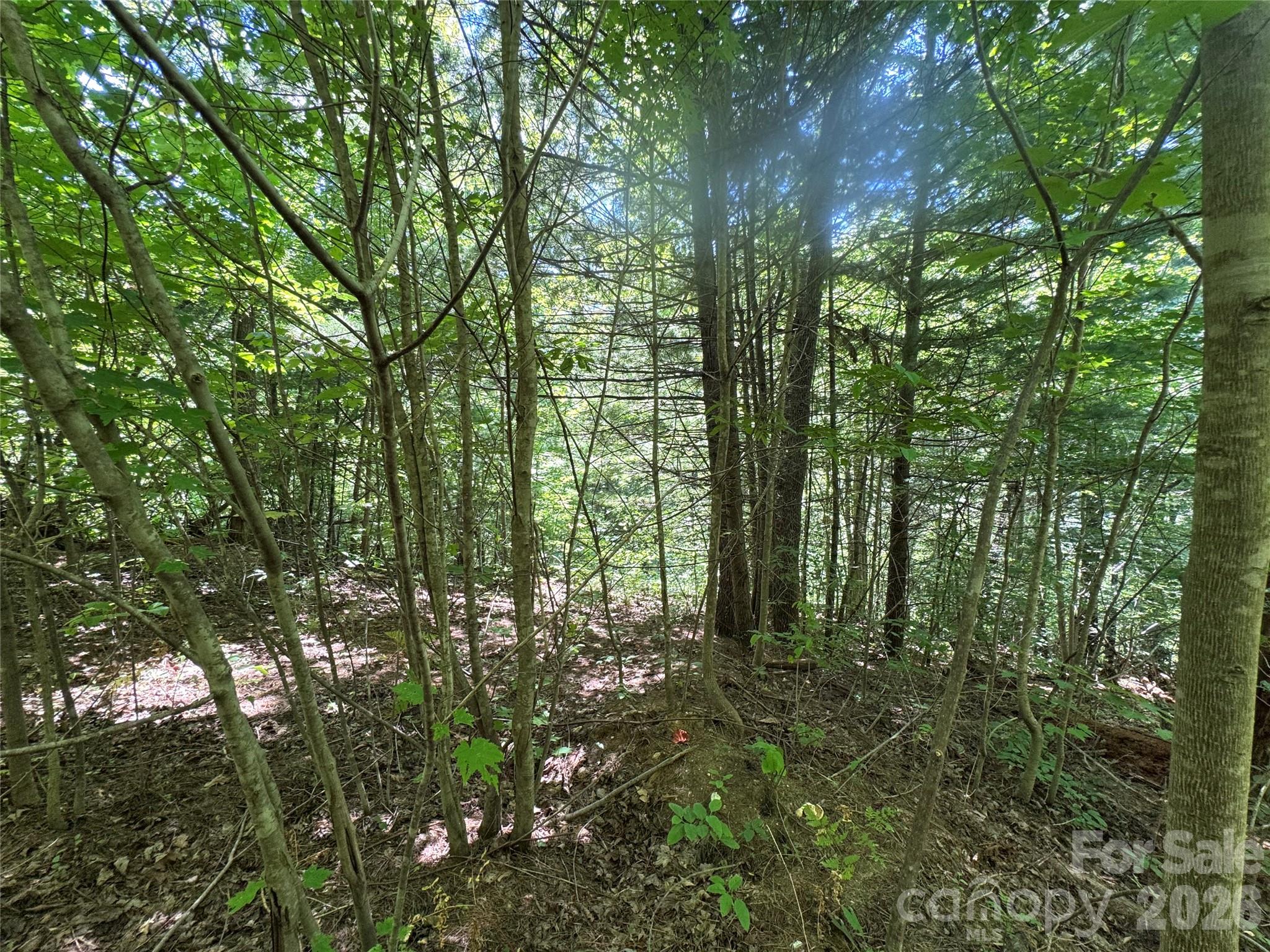 300 ± Acres Upper Flat Creek Road Property Photo 29