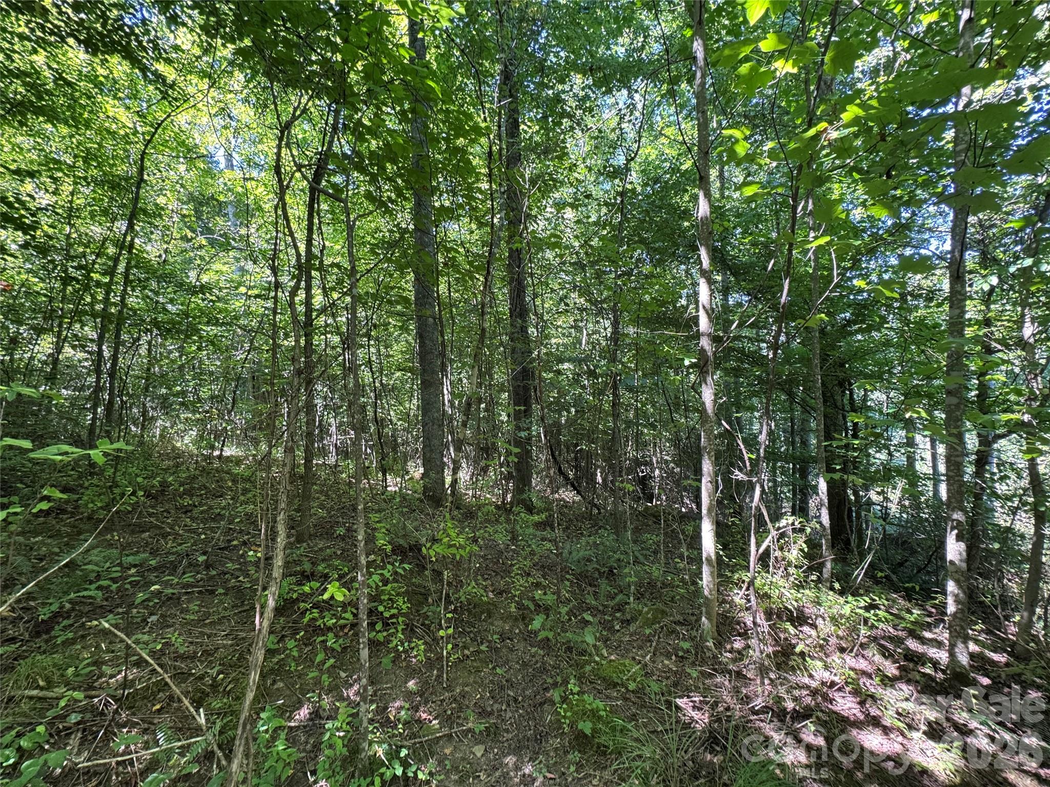 300 ± Acres Upper Flat Creek Road Property Photo 35