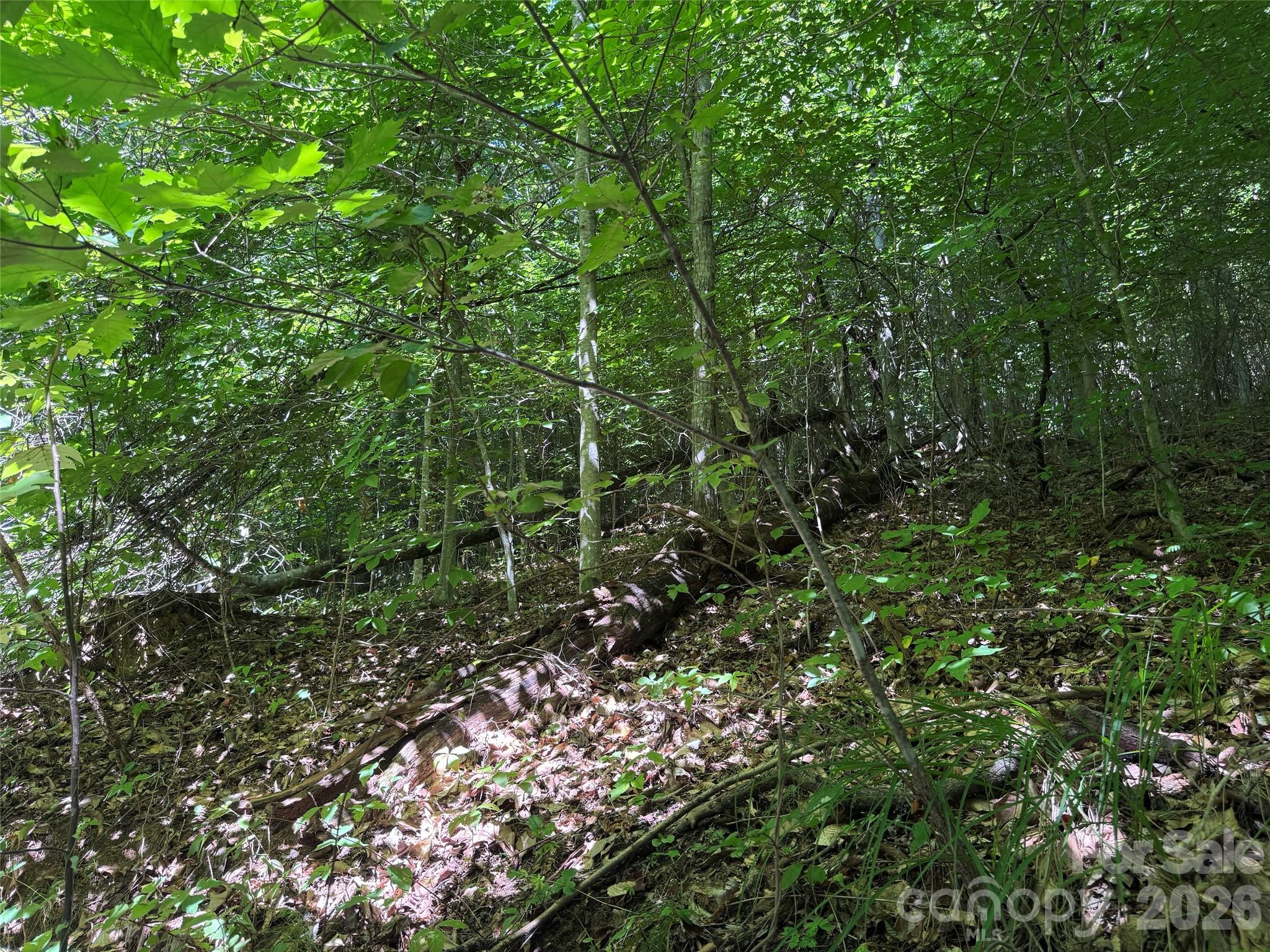101 ± Acres Timbersong Drive Property Photo 14
