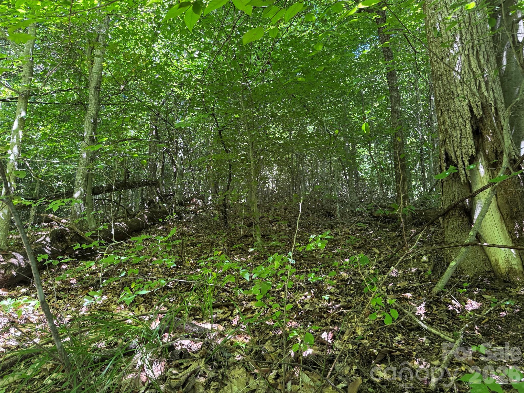 101 ± Acres Timbersong Drive Property Photo 17