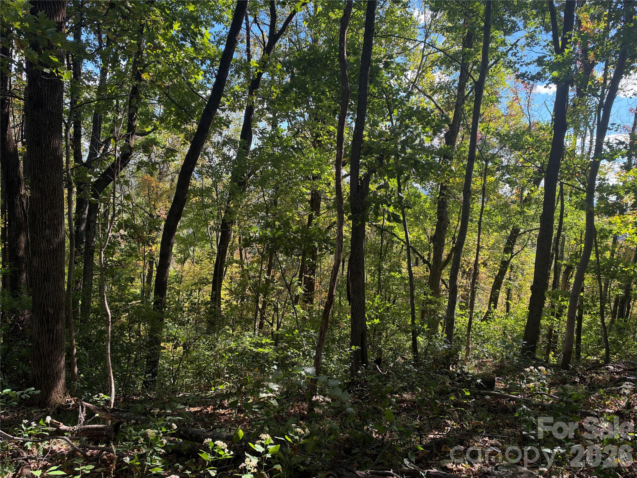 Tbd Vannoy Ridge Road Property Photo 10