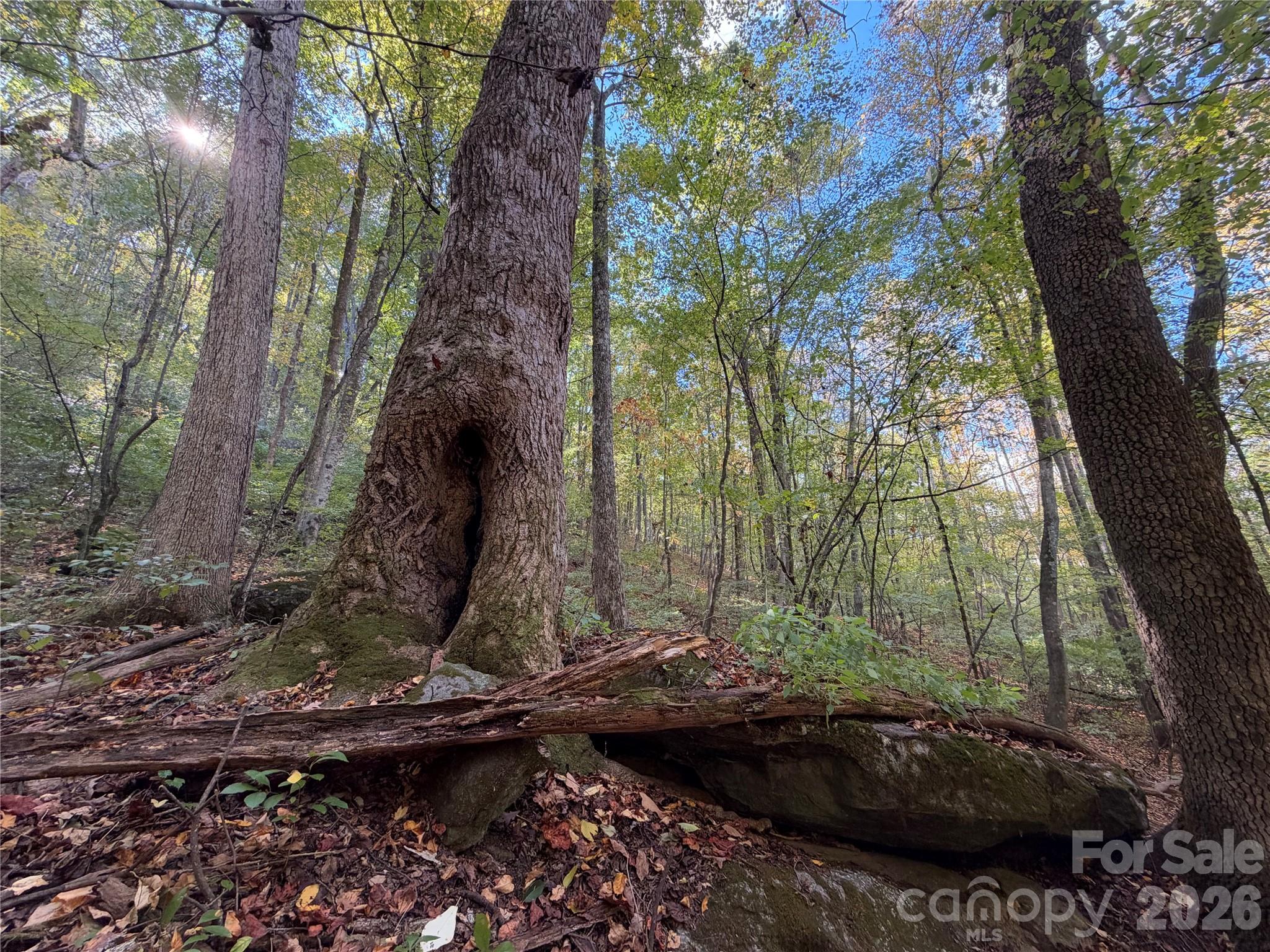 Tbd Vannoy Ridge Road Property Photo 22