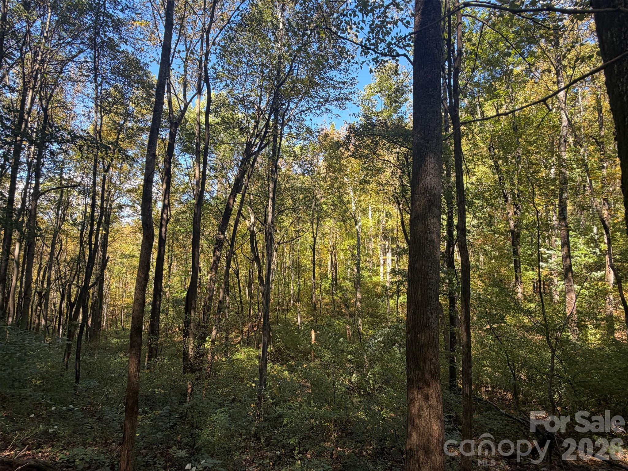 Tbd Vannoy Ridge Road Property Photo 32