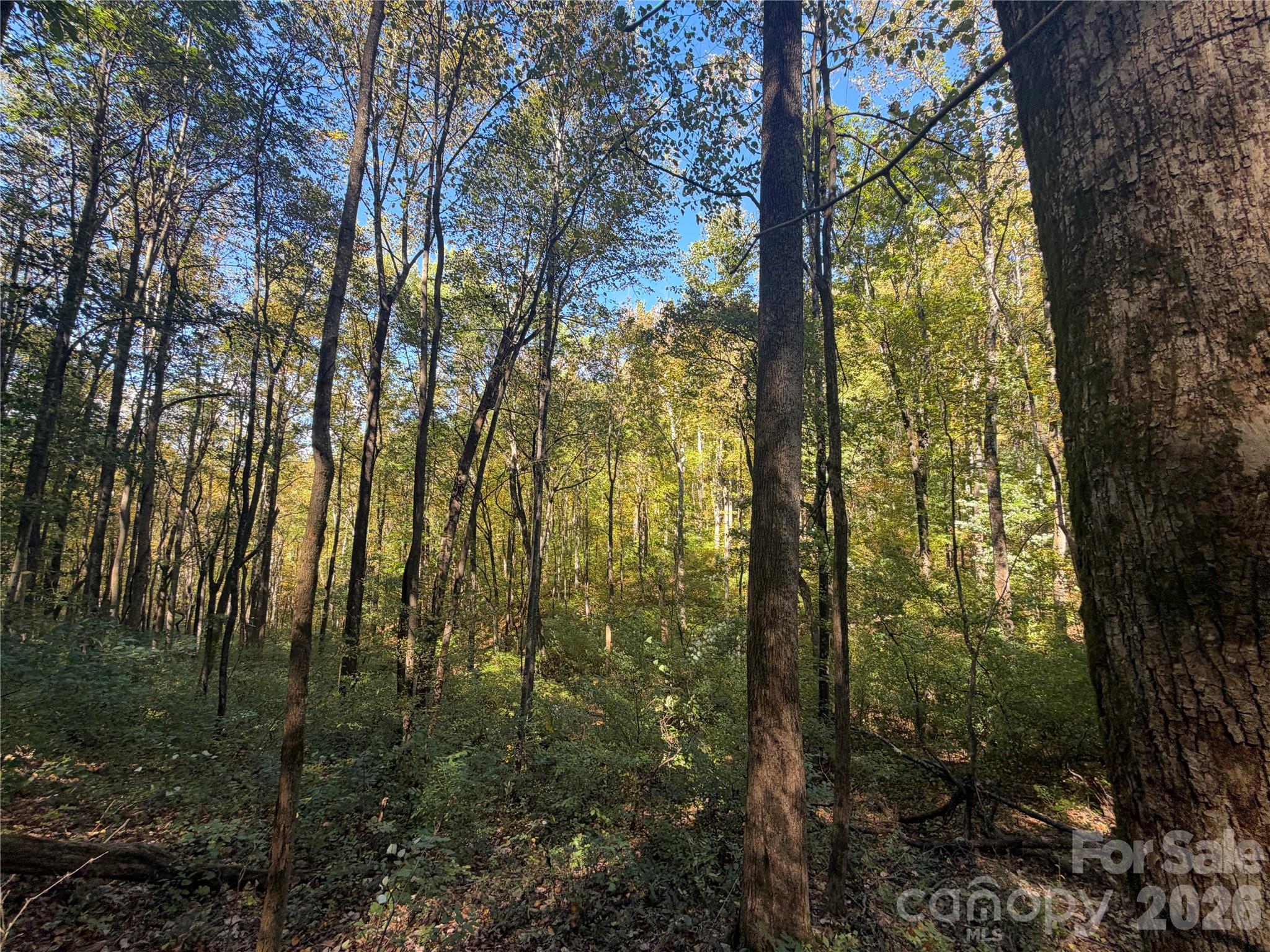 Tbd Vannoy Ridge Road Property Photo 33