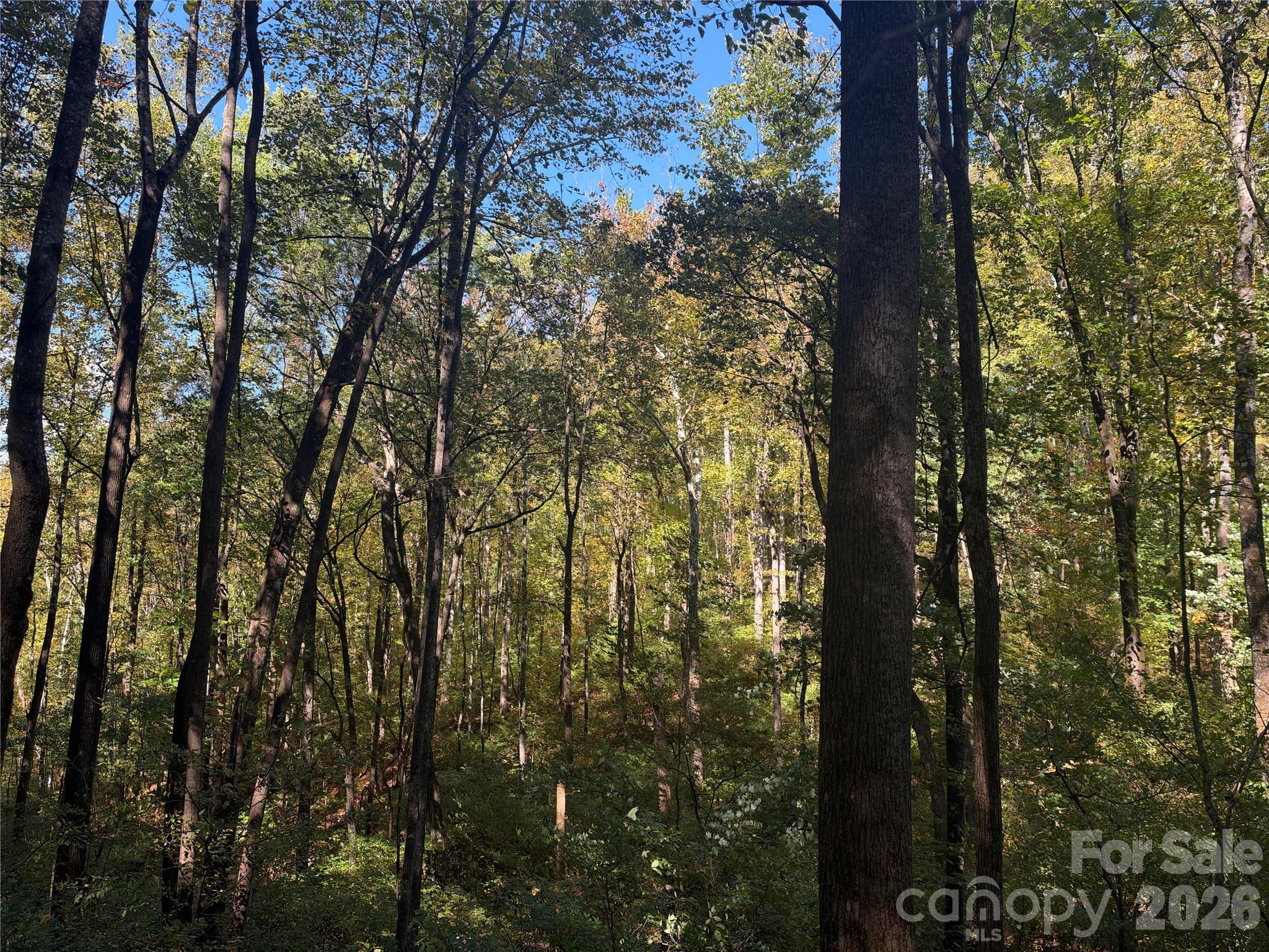 Tbd Vannoy Ridge Road Property Photo 34