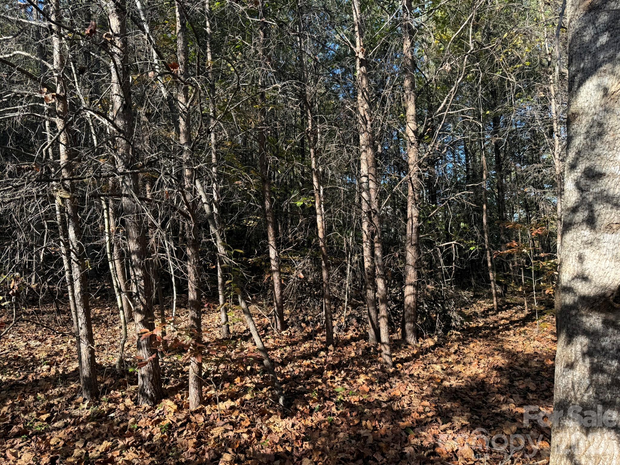 V/l Wild Ridges Lane Property Photo 13
