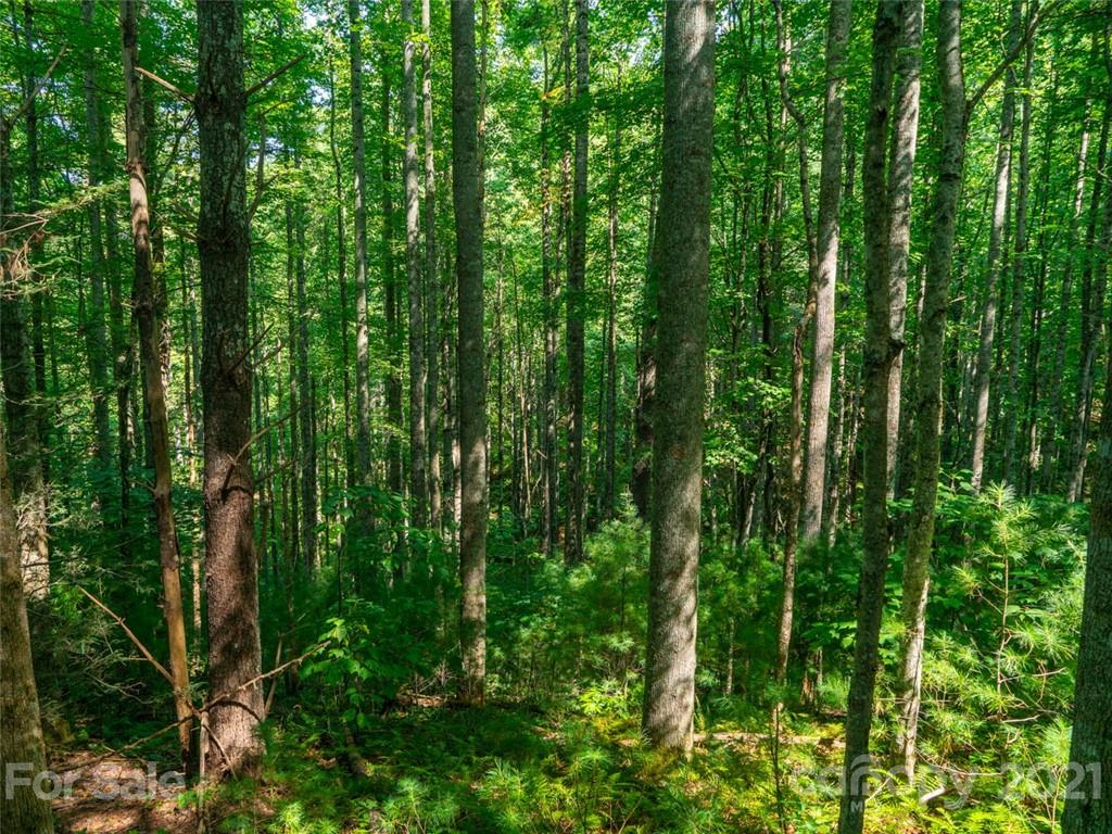 000 Meadow Fork School Road Property Photo 6