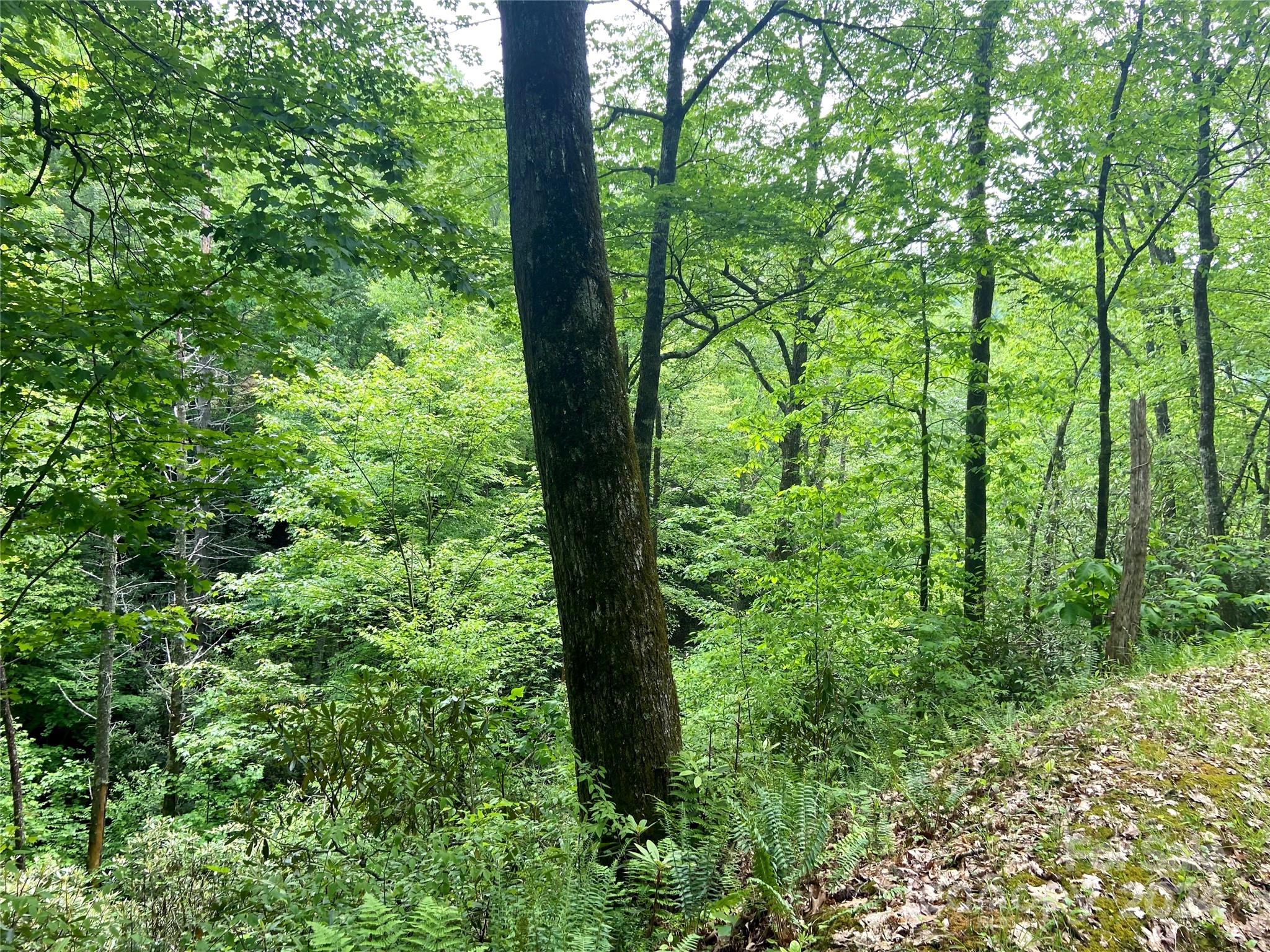 Lot 10 Mystic Forest Way 10 Property Photo 2