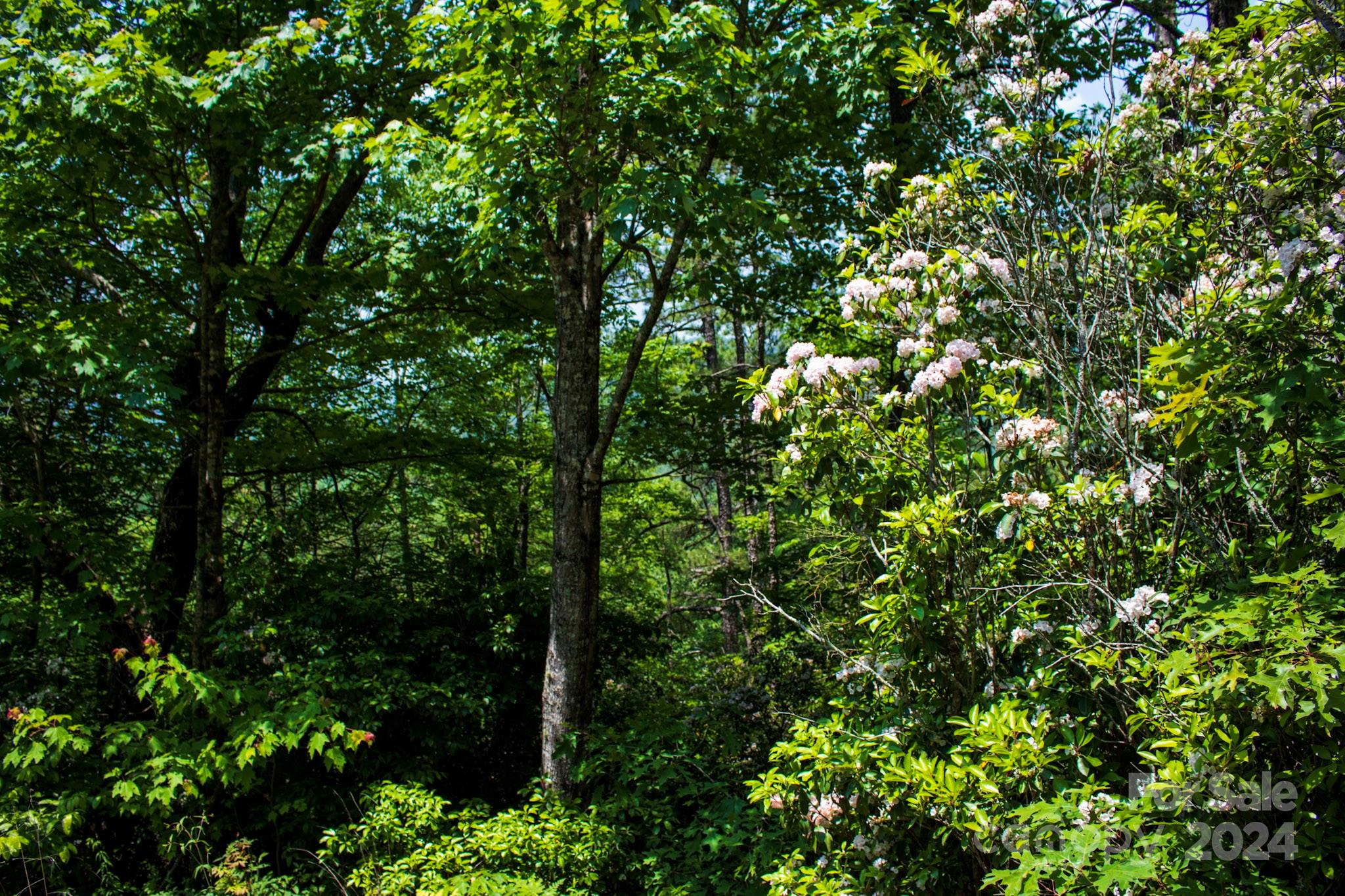 Tbd Fox Den Road Lot 57&59 Property Photo 3