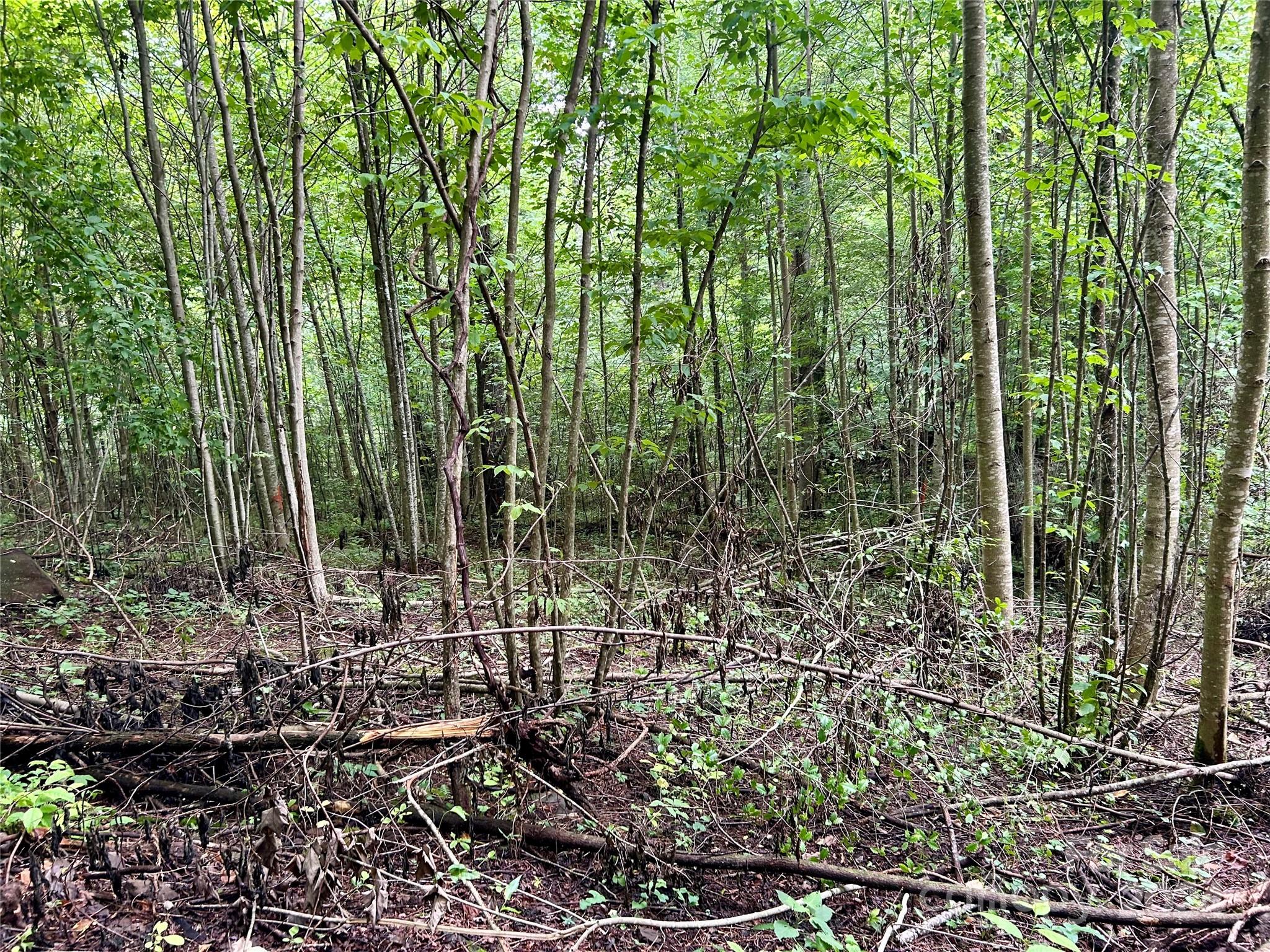 0 Campbell Creek Road Property Photo 13