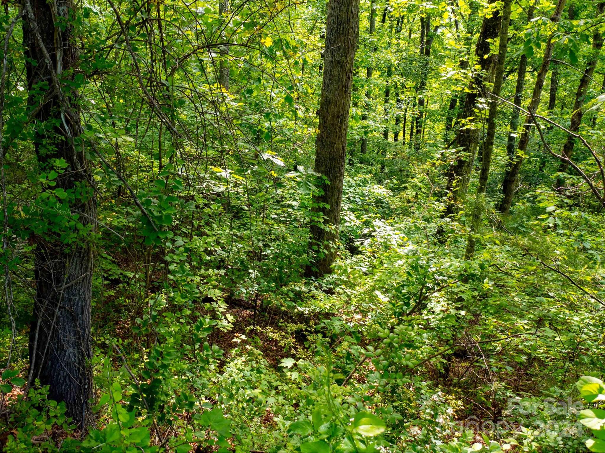 166 Chattooga Run 293 Property Photo 13
