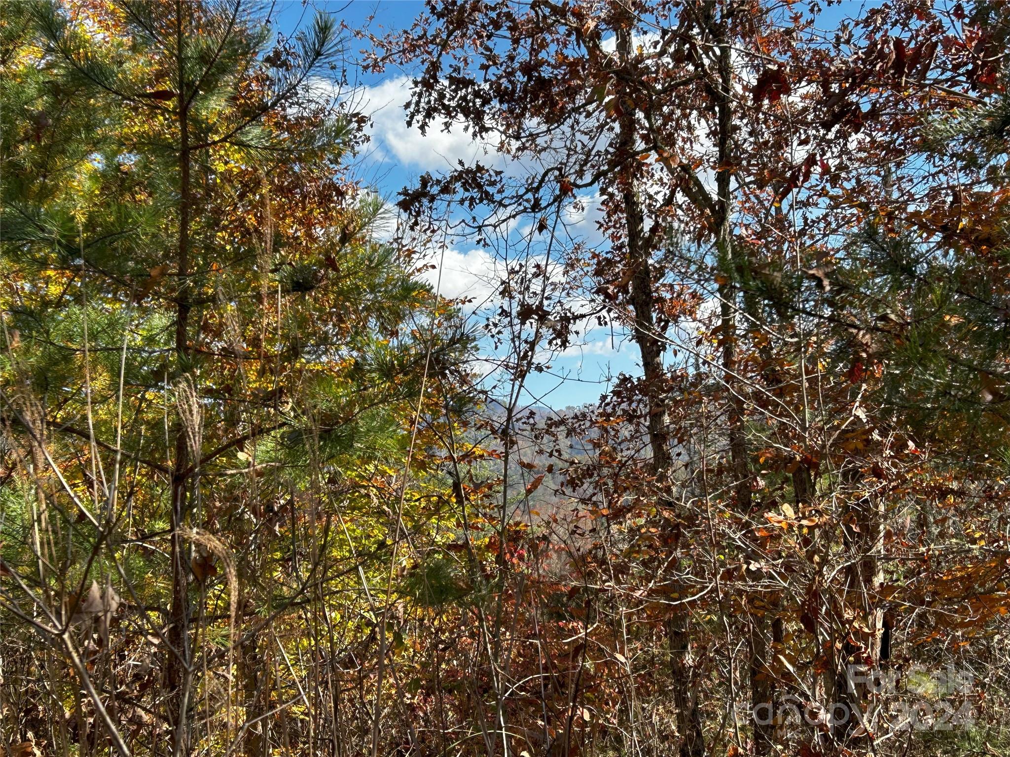 1316 & 1348 Paint Fork Road Property Photo 3
