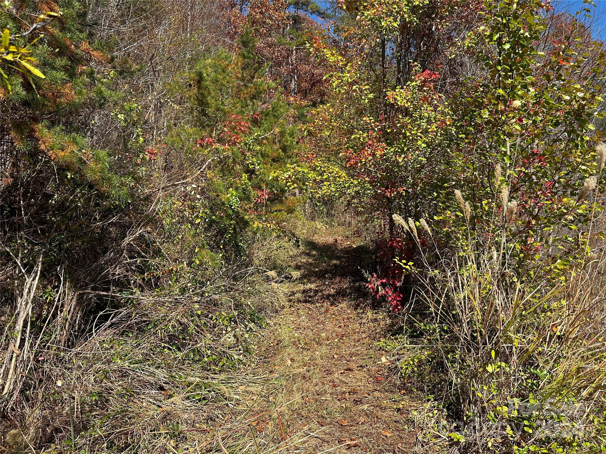 1316 & 1348 Paint Fork Road Property Photo 17