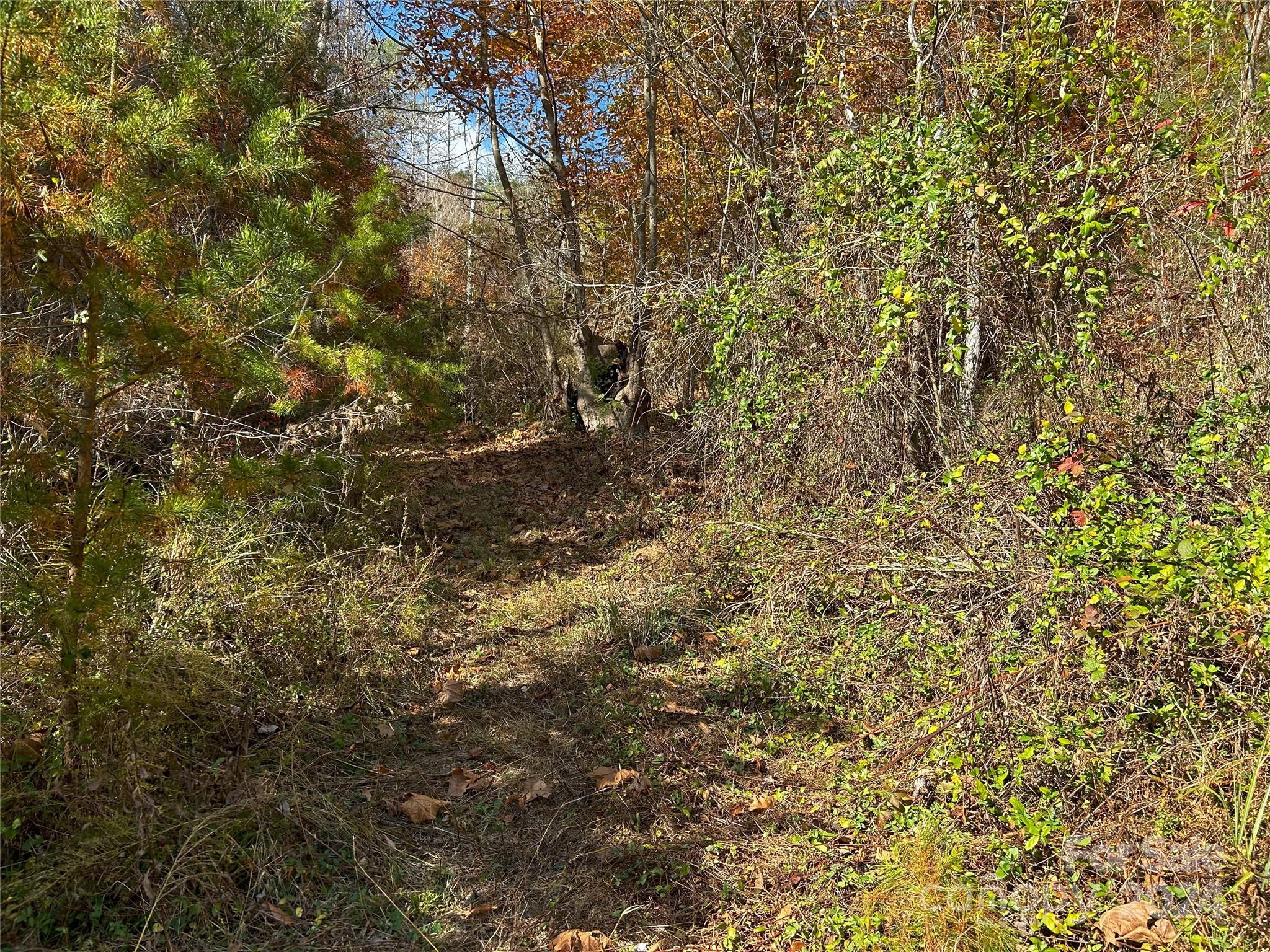 1316 & 1348 Paint Fork Road Property Photo 18