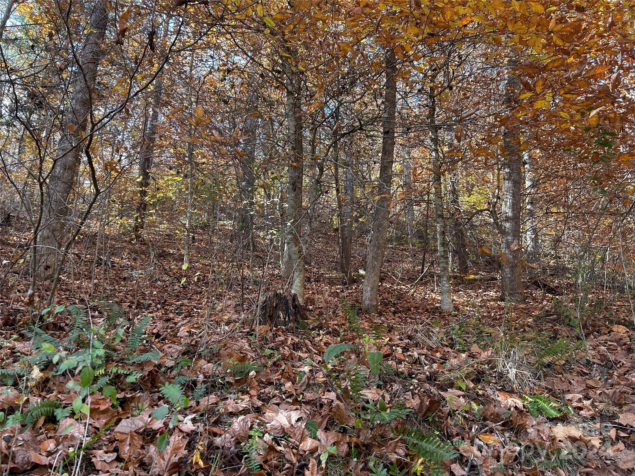 1316 & 1348 Paint Fork Road Property Photo 20