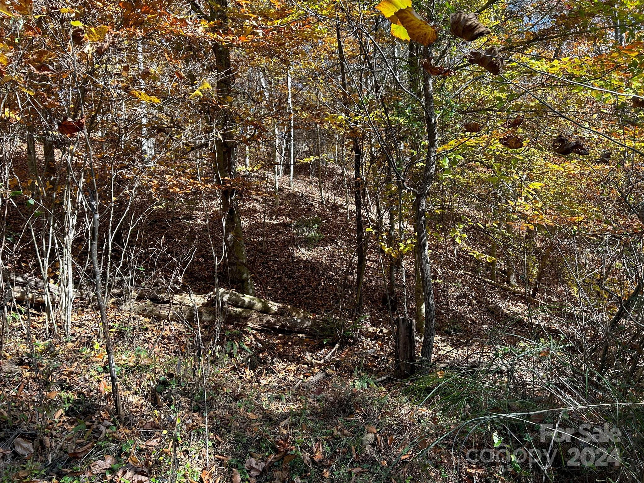 1316 & 1348 Paint Fork Road Property Photo 21