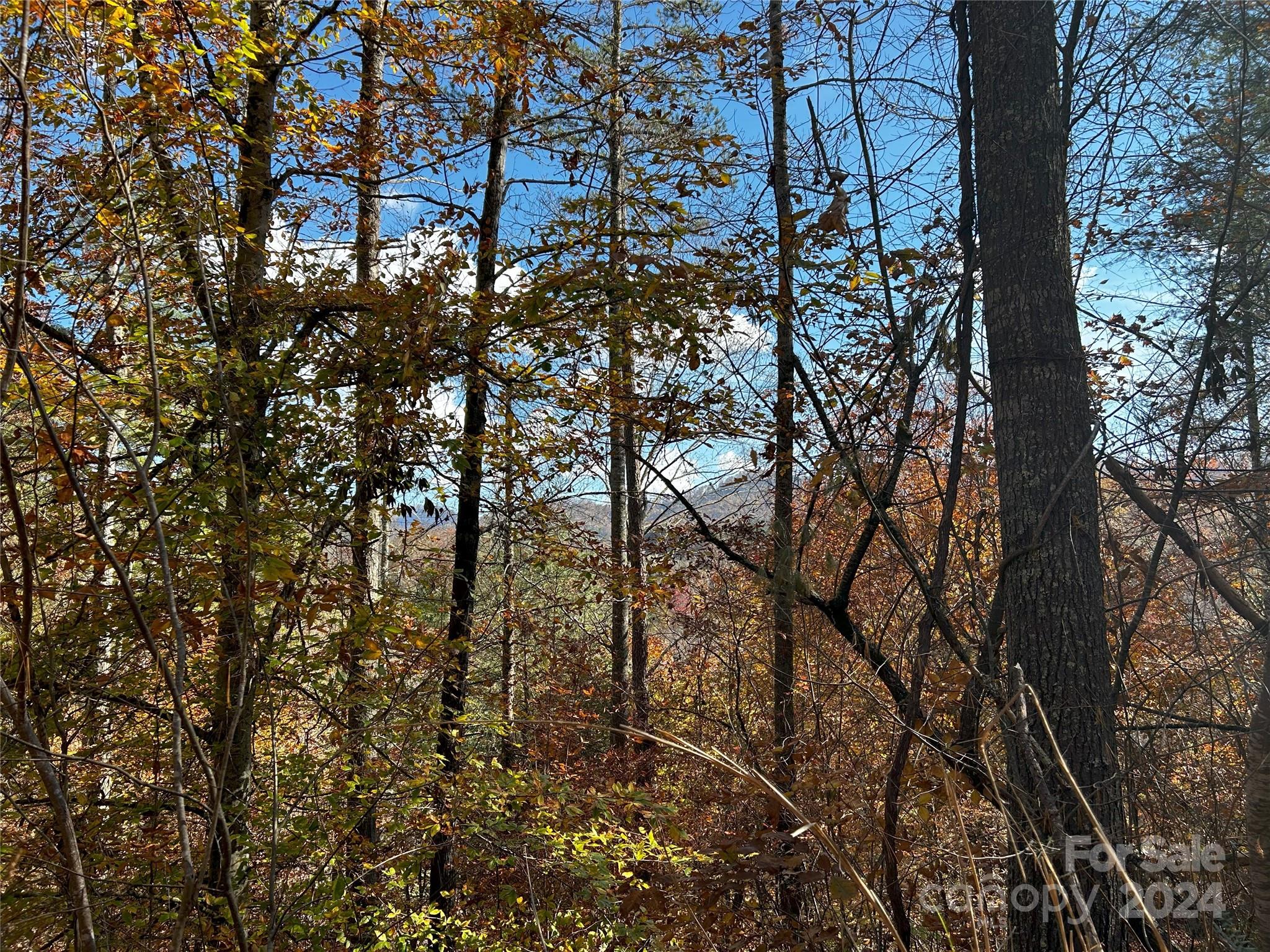 1316 & 1348 Paint Fork Road Property Photo 22