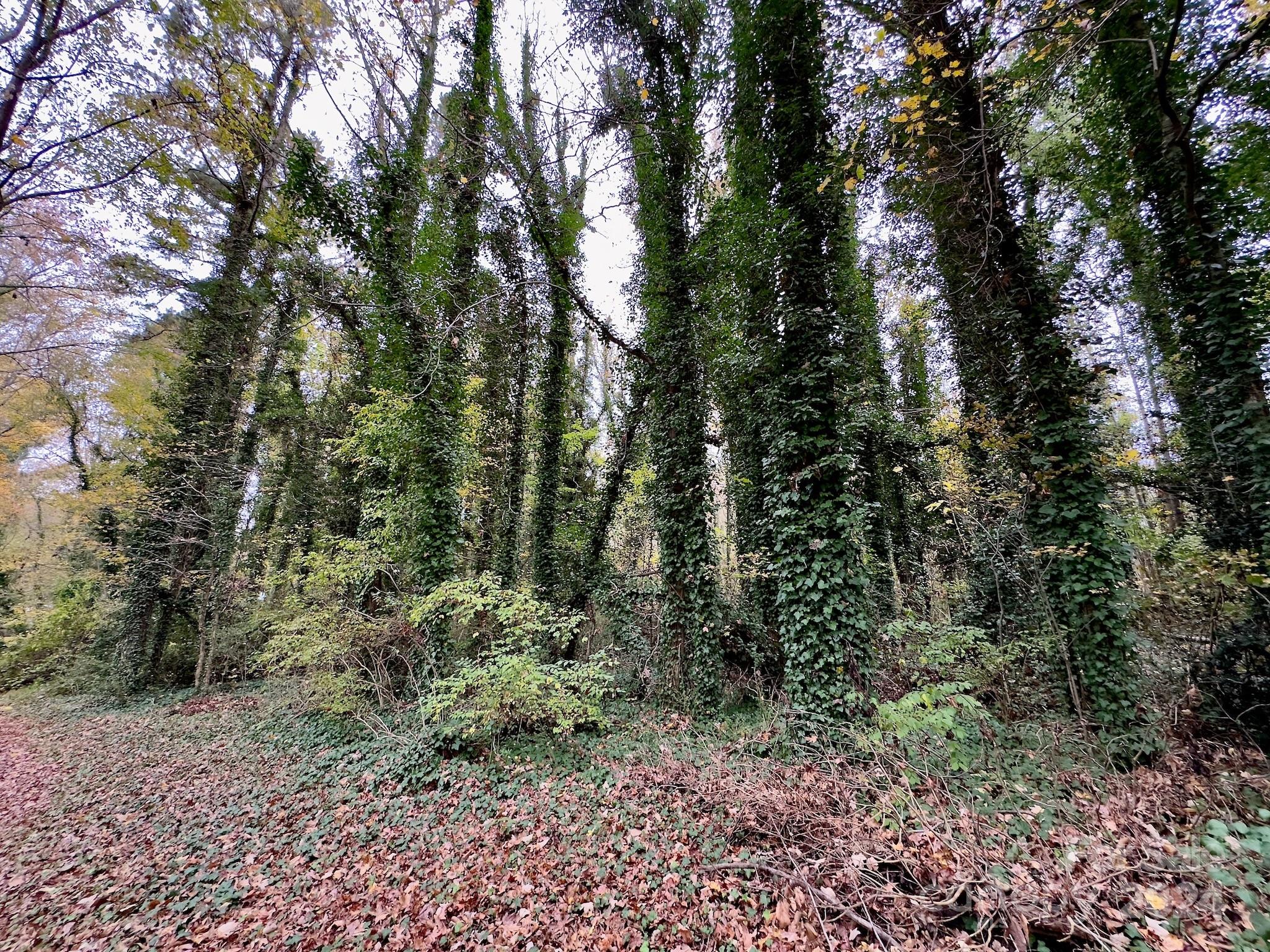 0 Swing Dairy Road Property Photo 7