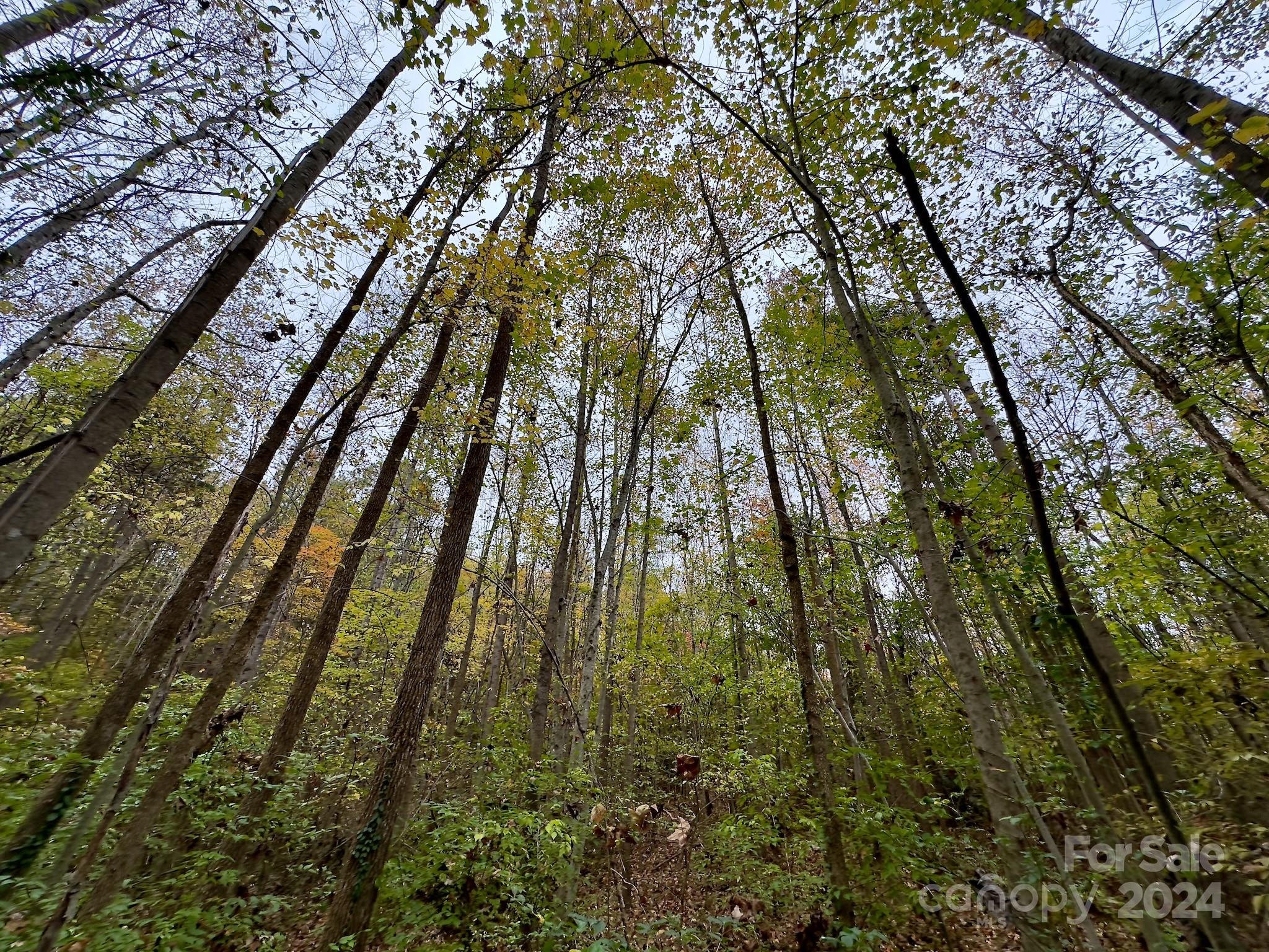 0 Swing Dairy Road Property Photo 14