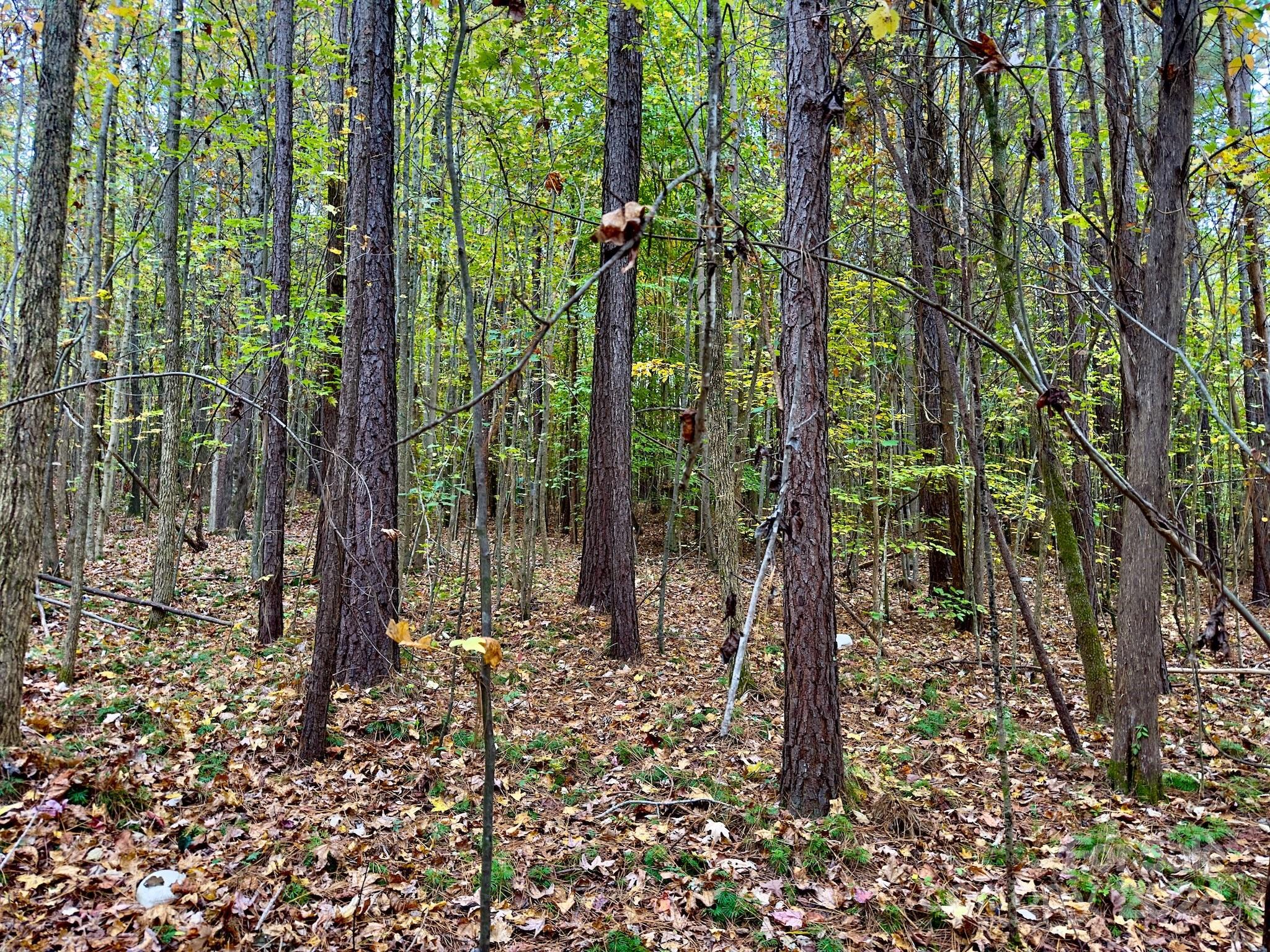 0 Swing Dairy Road Property Photo 22