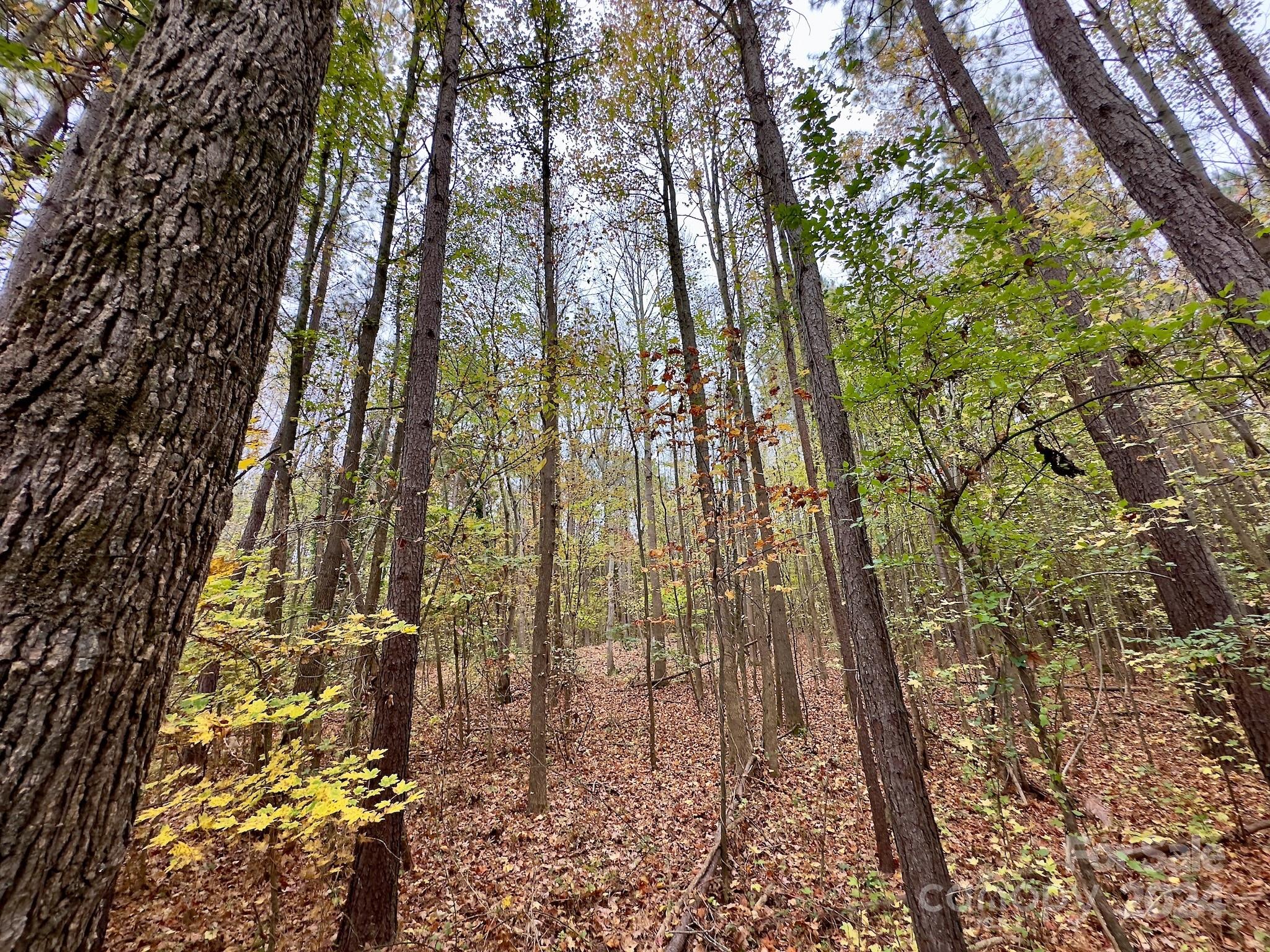 0 Swing Dairy Road Property Photo 23
