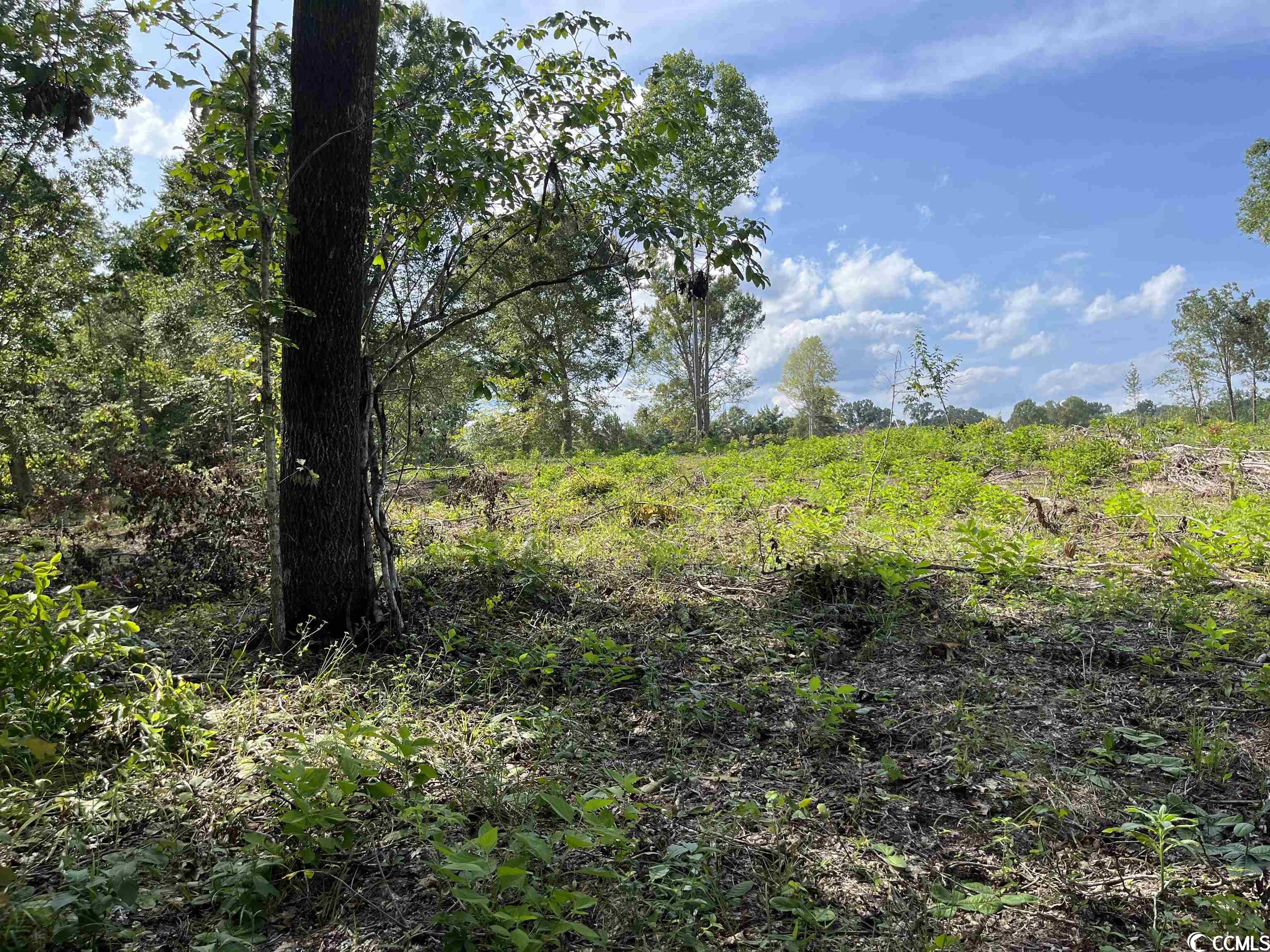 Tbd East Myrtle Beach Hwy. Property Photo 2