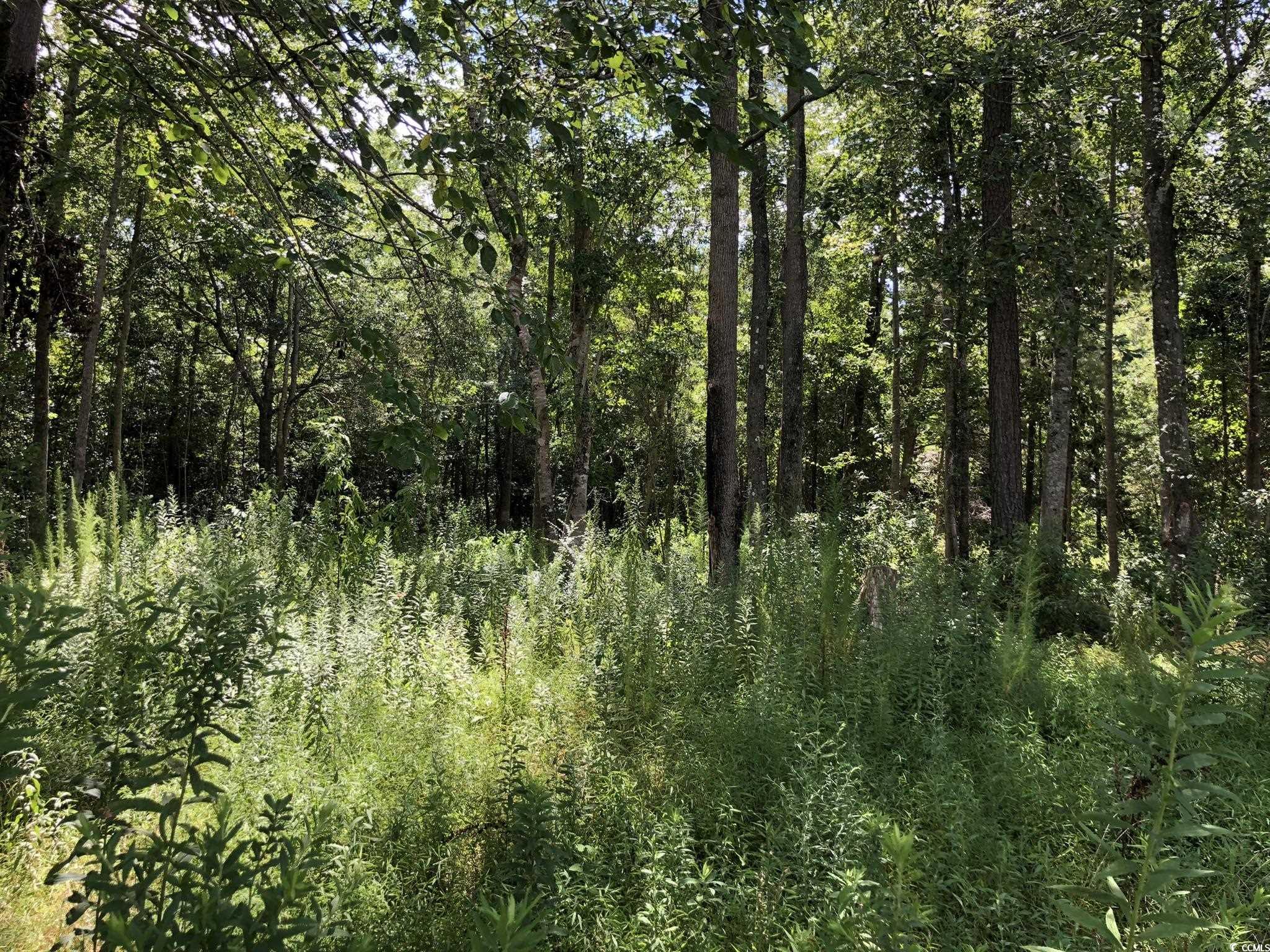 6135 Lot 2 Red Bluff Rd. Property Photo 1