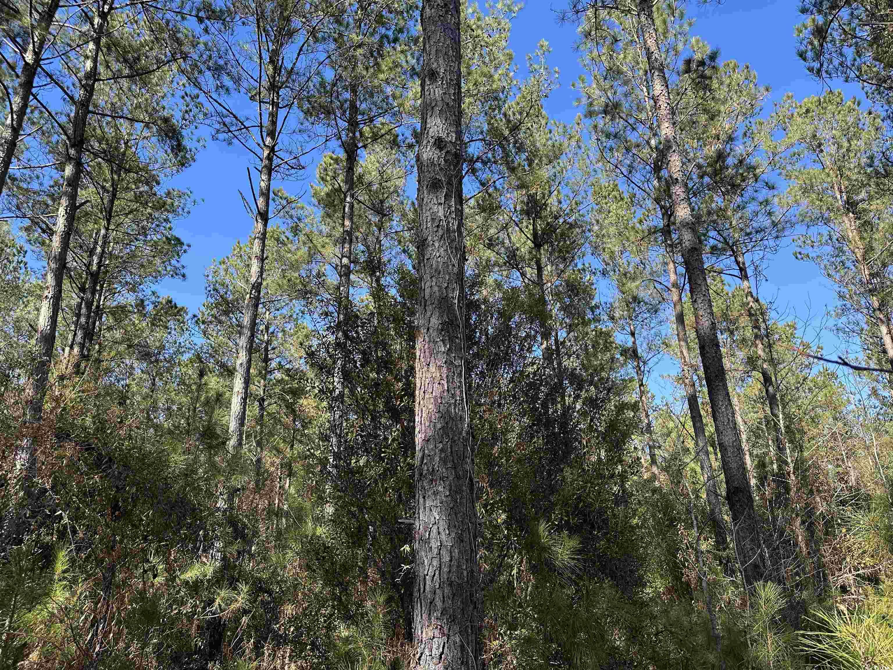Tbd 34 Ac Easler Hwy Property Photo 3
