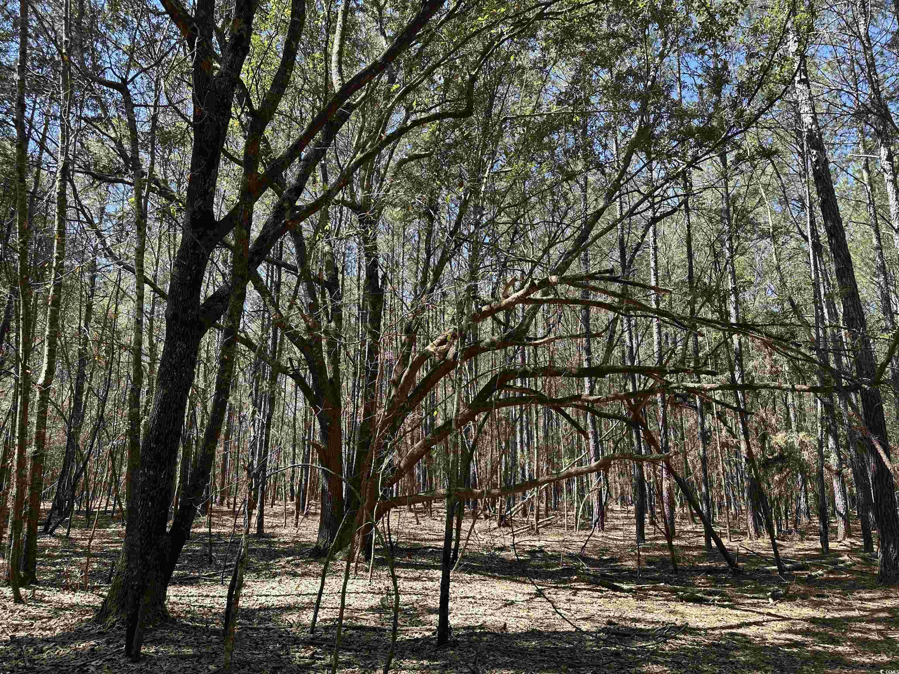 Tbd 34 Ac Easler Hwy Property Photo 12