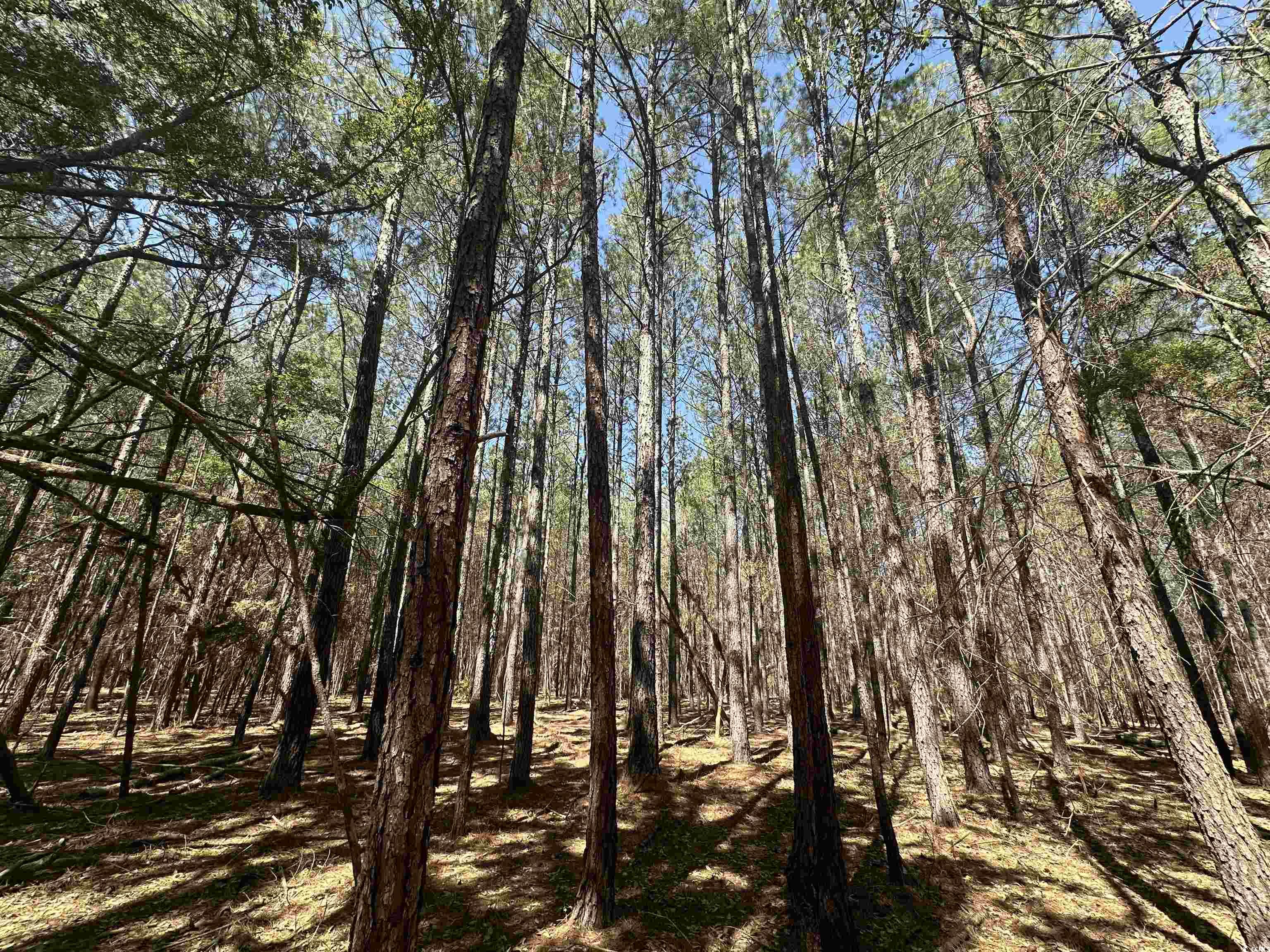 Tbd 34 Ac Easler Hwy Property Photo 15