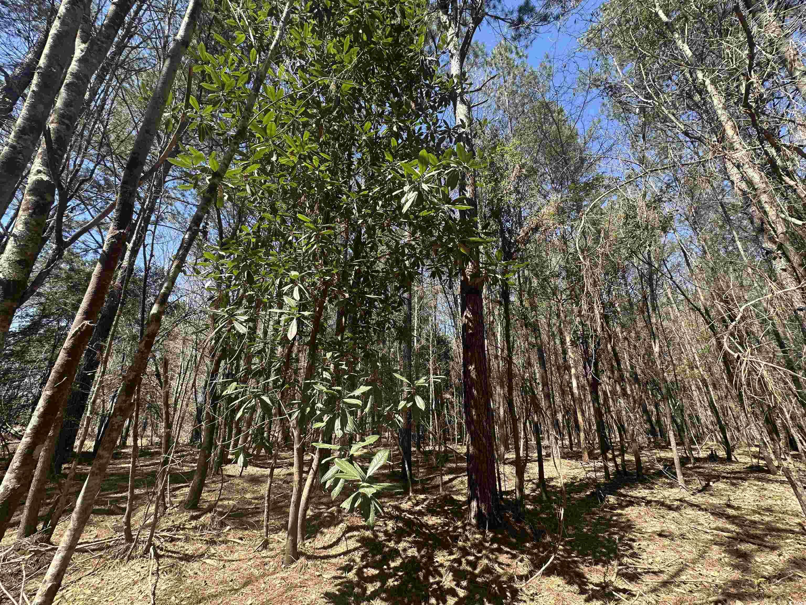 Tbd 34 Ac Easler Hwy Property Photo 16