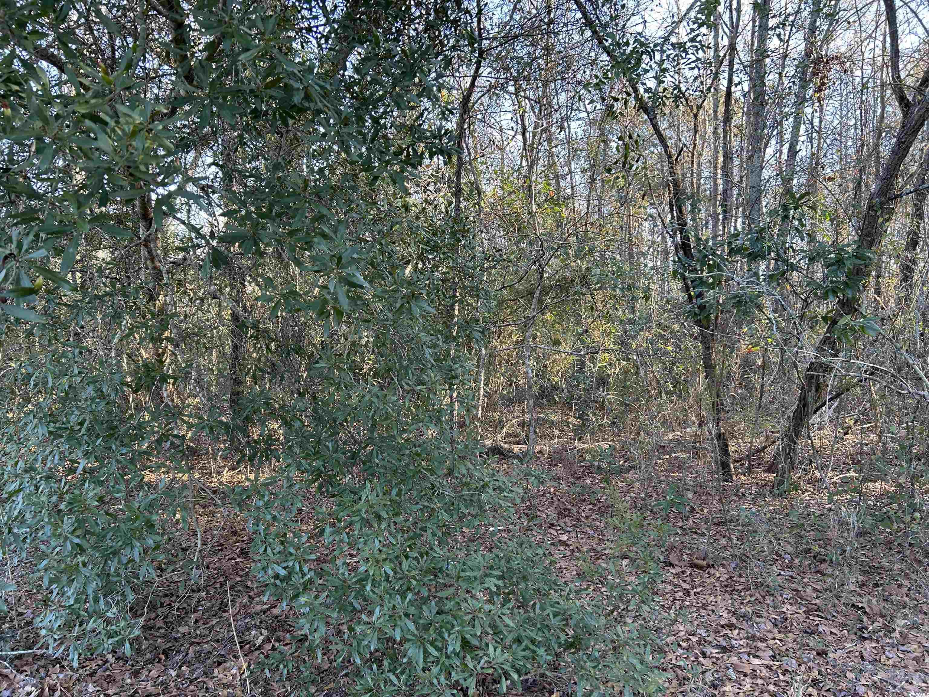 21851 Choppee Rd. Property Photo 5