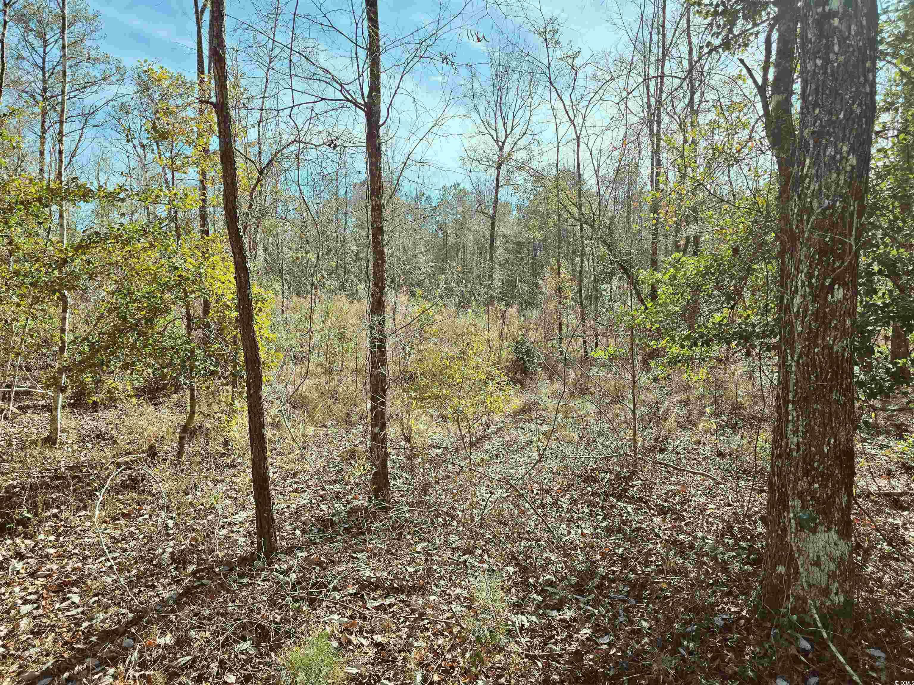 Tbd 3 Pauley Swamp Rd. Property Photo 3