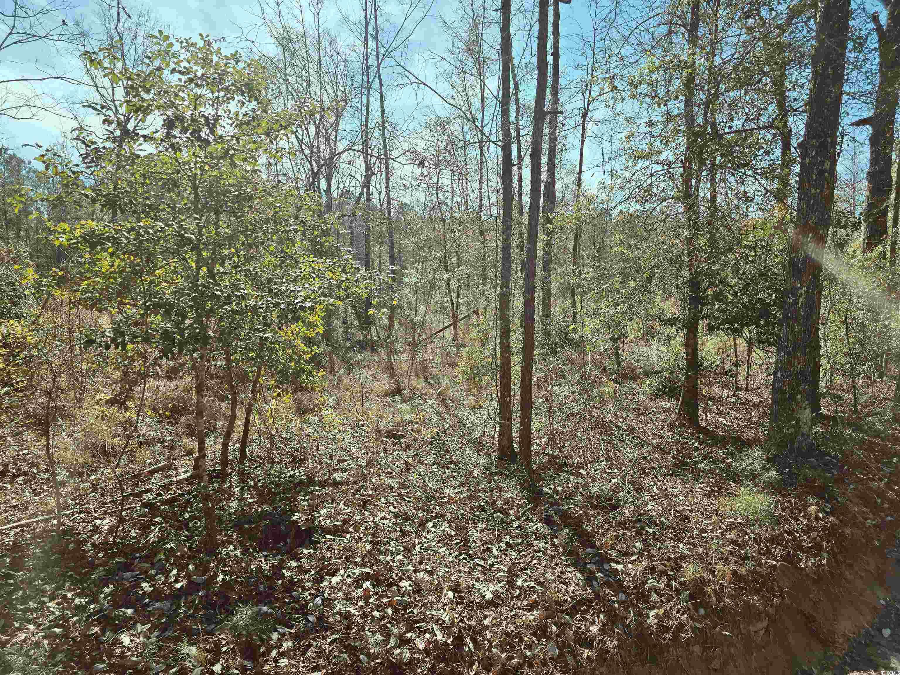 Tbd 3 Pauley Swamp Rd. Property Photo 4