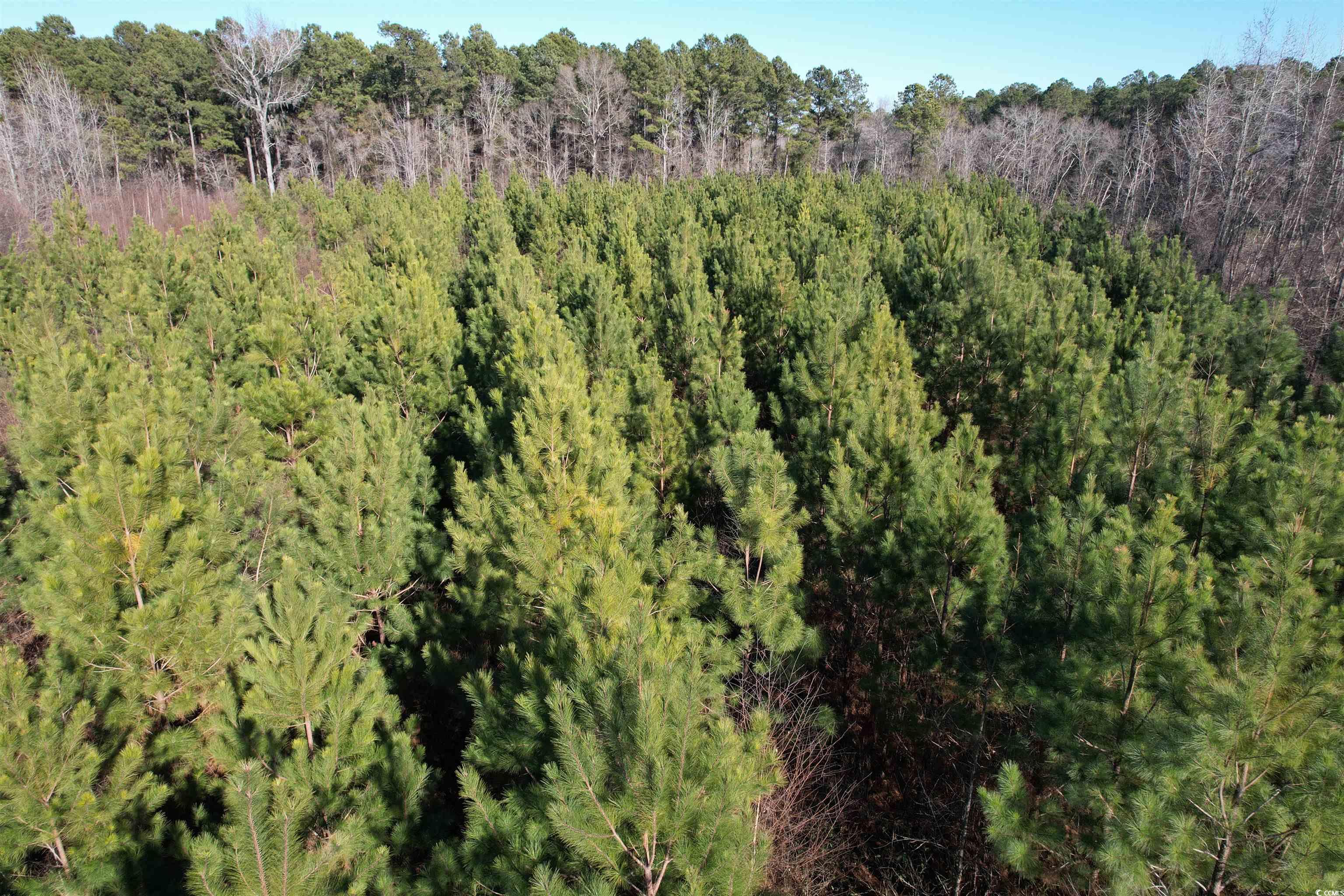 24ac E Black Creek Rd. Property Photo 5