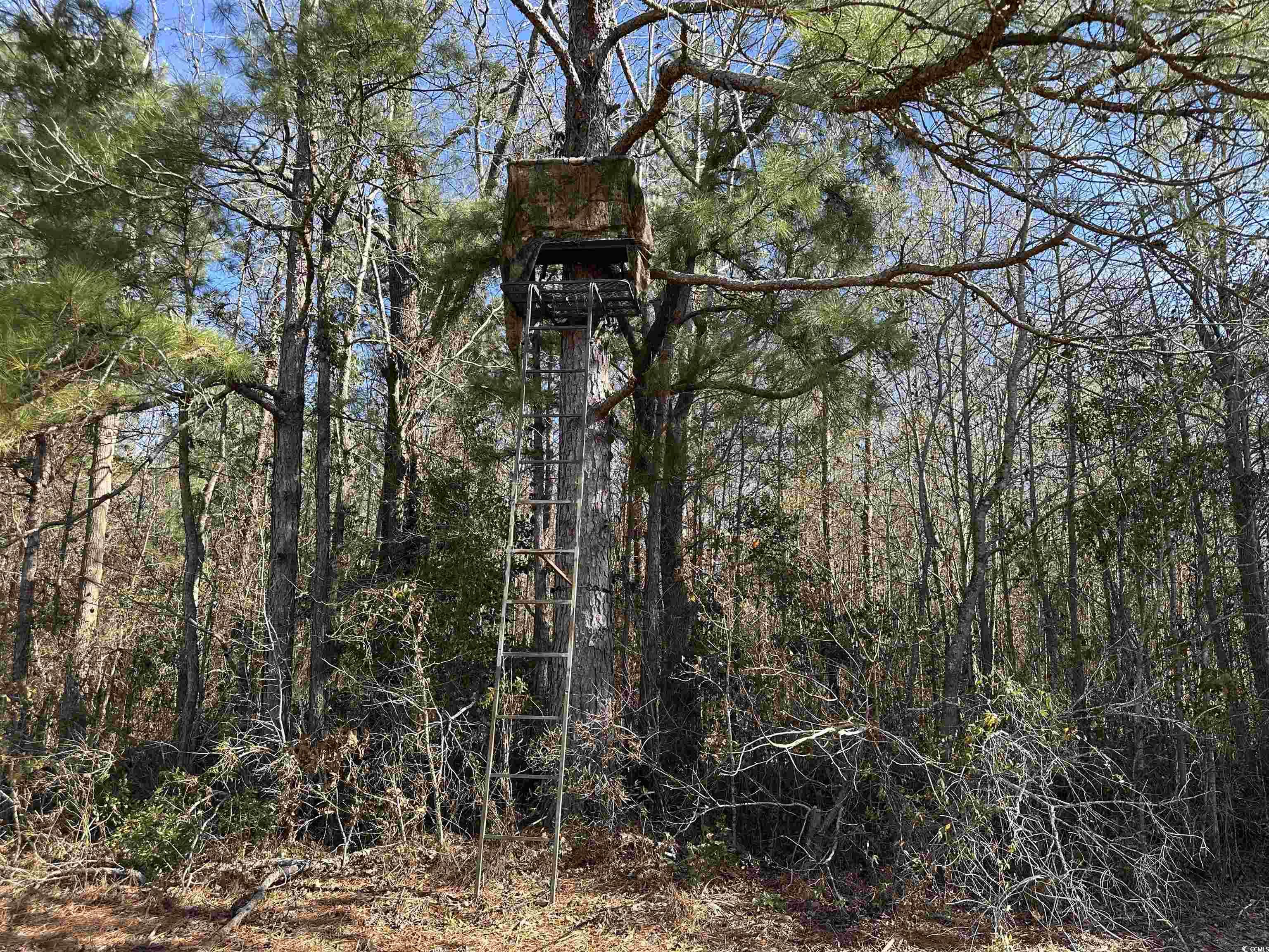 36.19 Acres-tbd Big Woods Rd. Property Photo 8