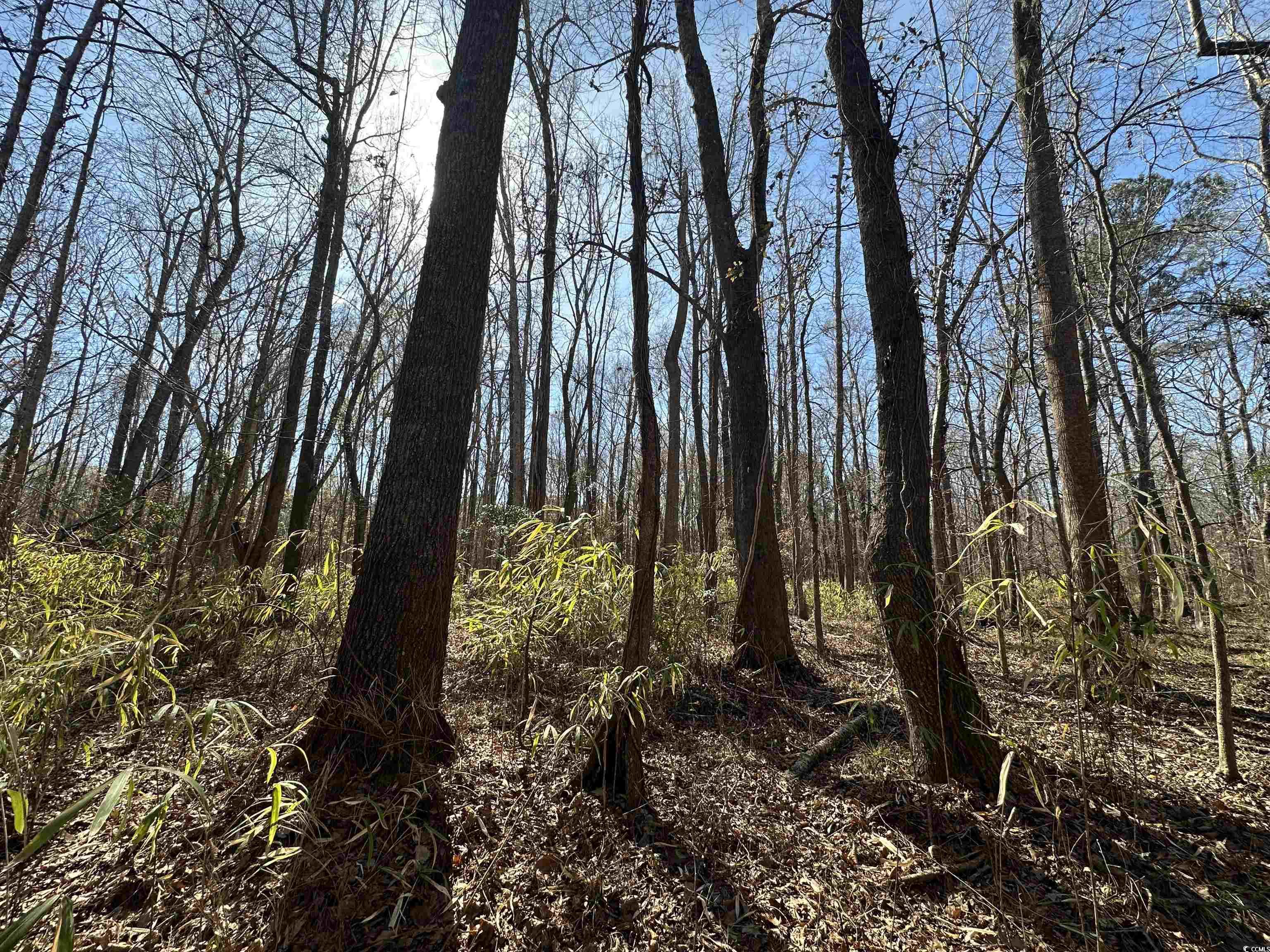 36.19 Acres-tbd Big Woods Rd. Property Photo 9