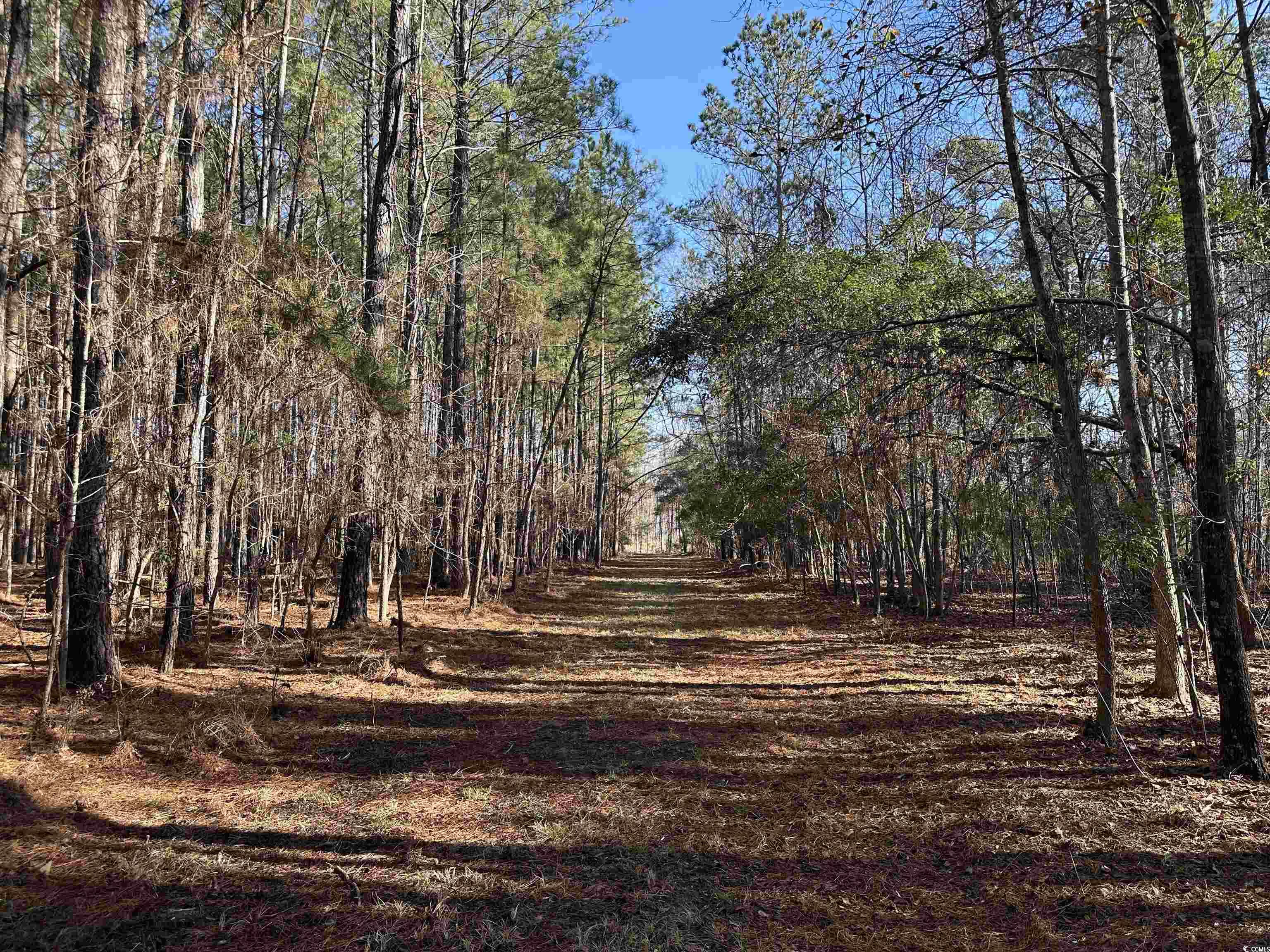 Tbd Highway 521 Property Photo 13