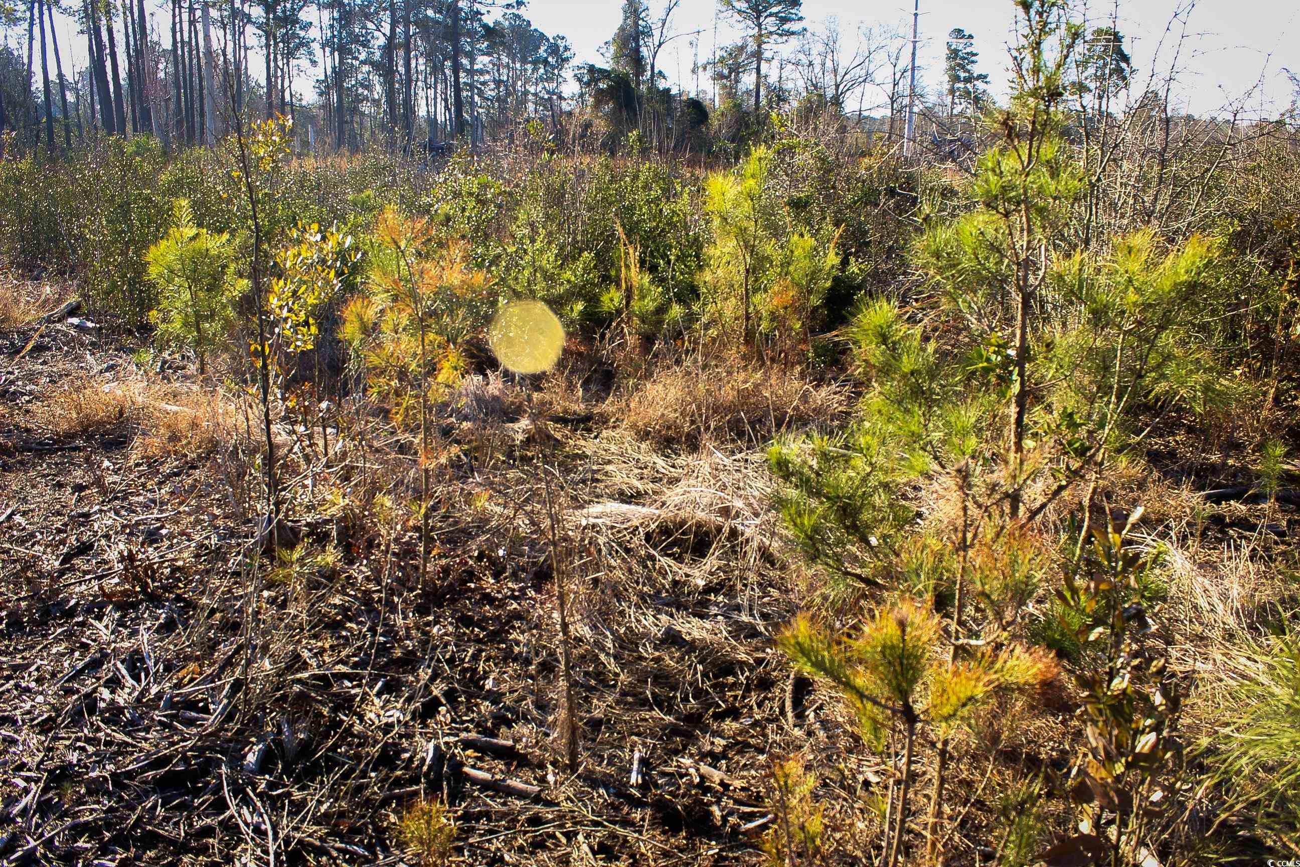 Tbd Penderboro Rd. Property Photo 4