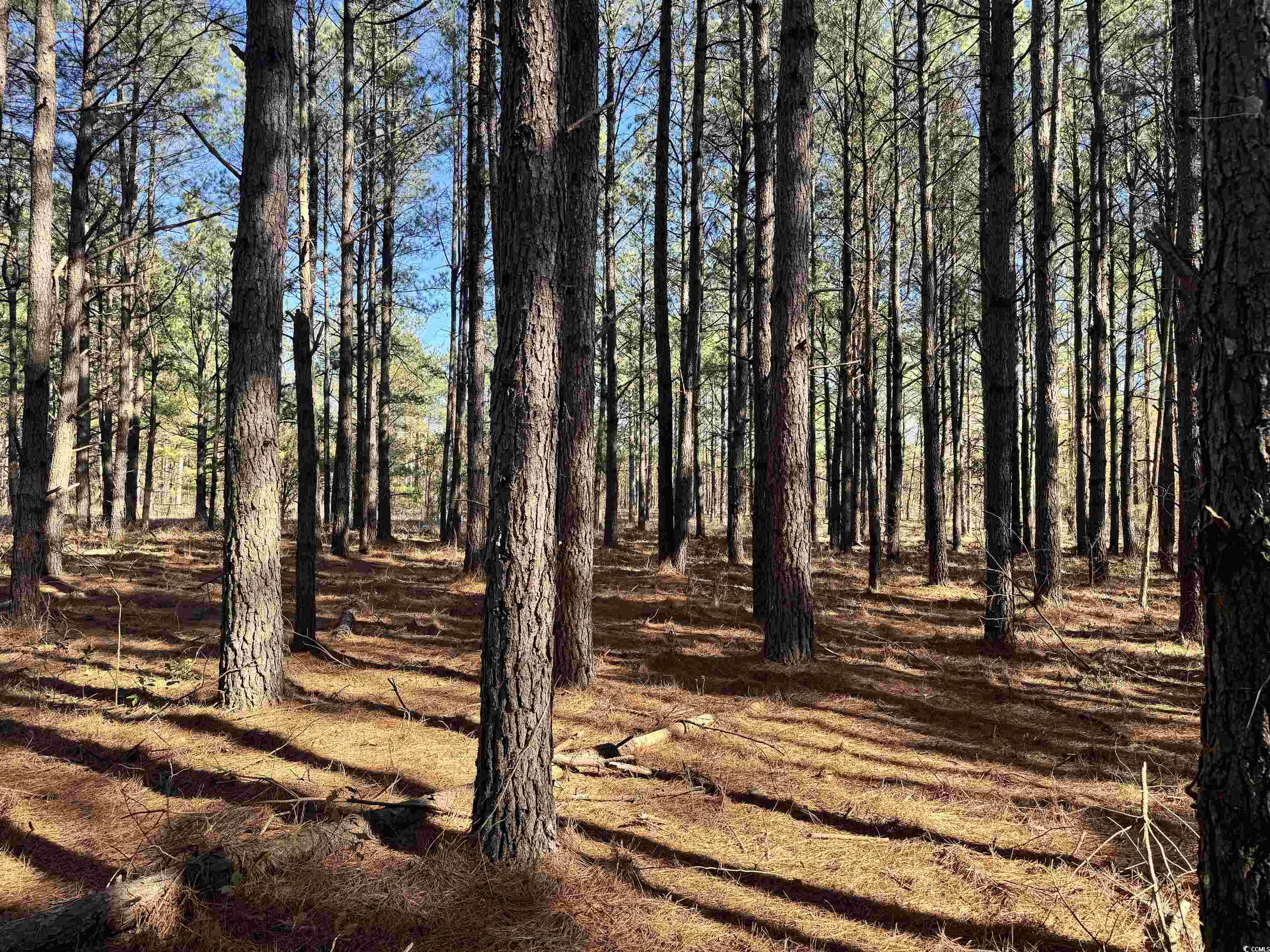 Tbd Copeland Moody Rd. Property Photo