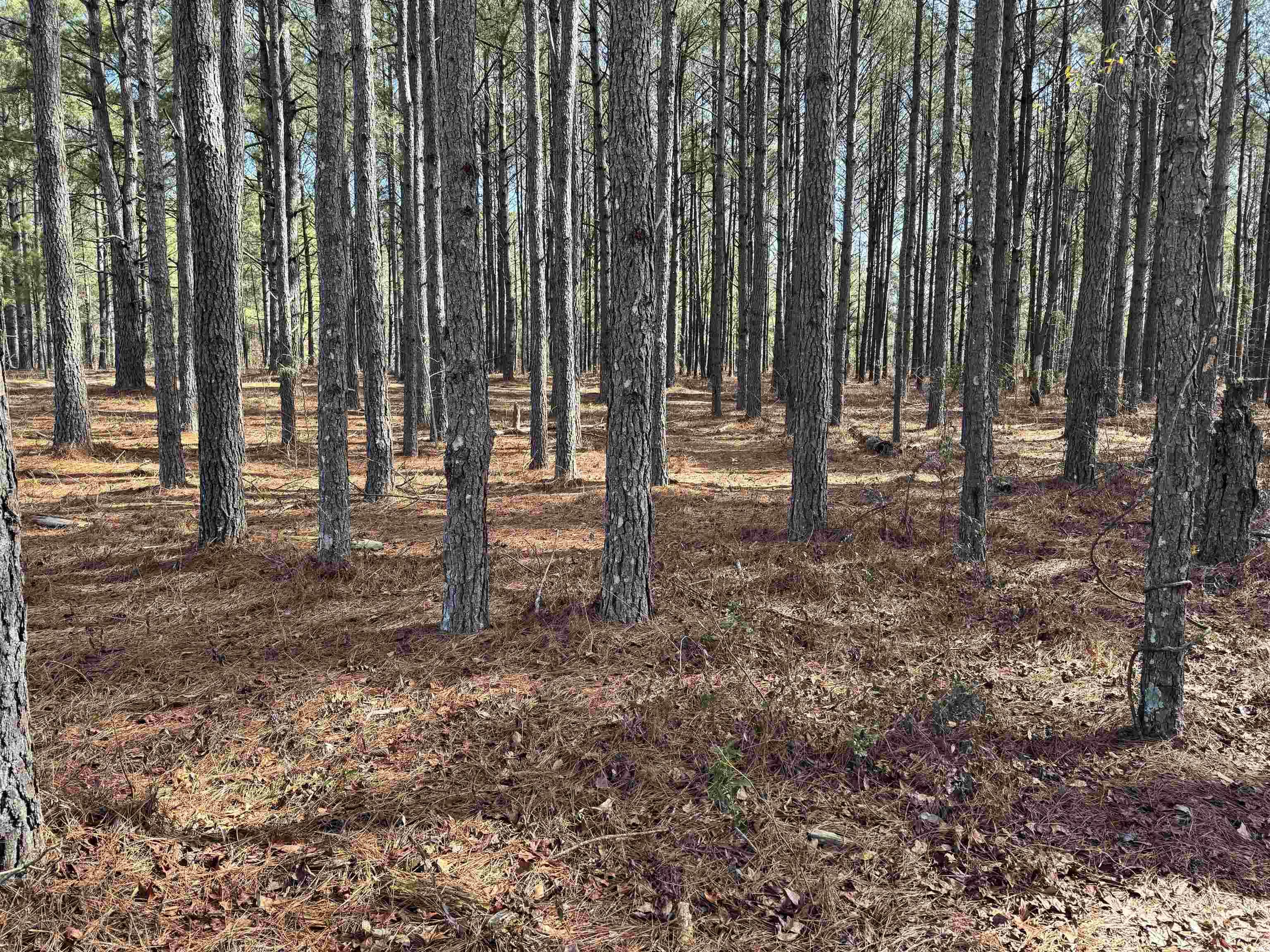 Tbd Copeland Moody Rd. Property Photo 3