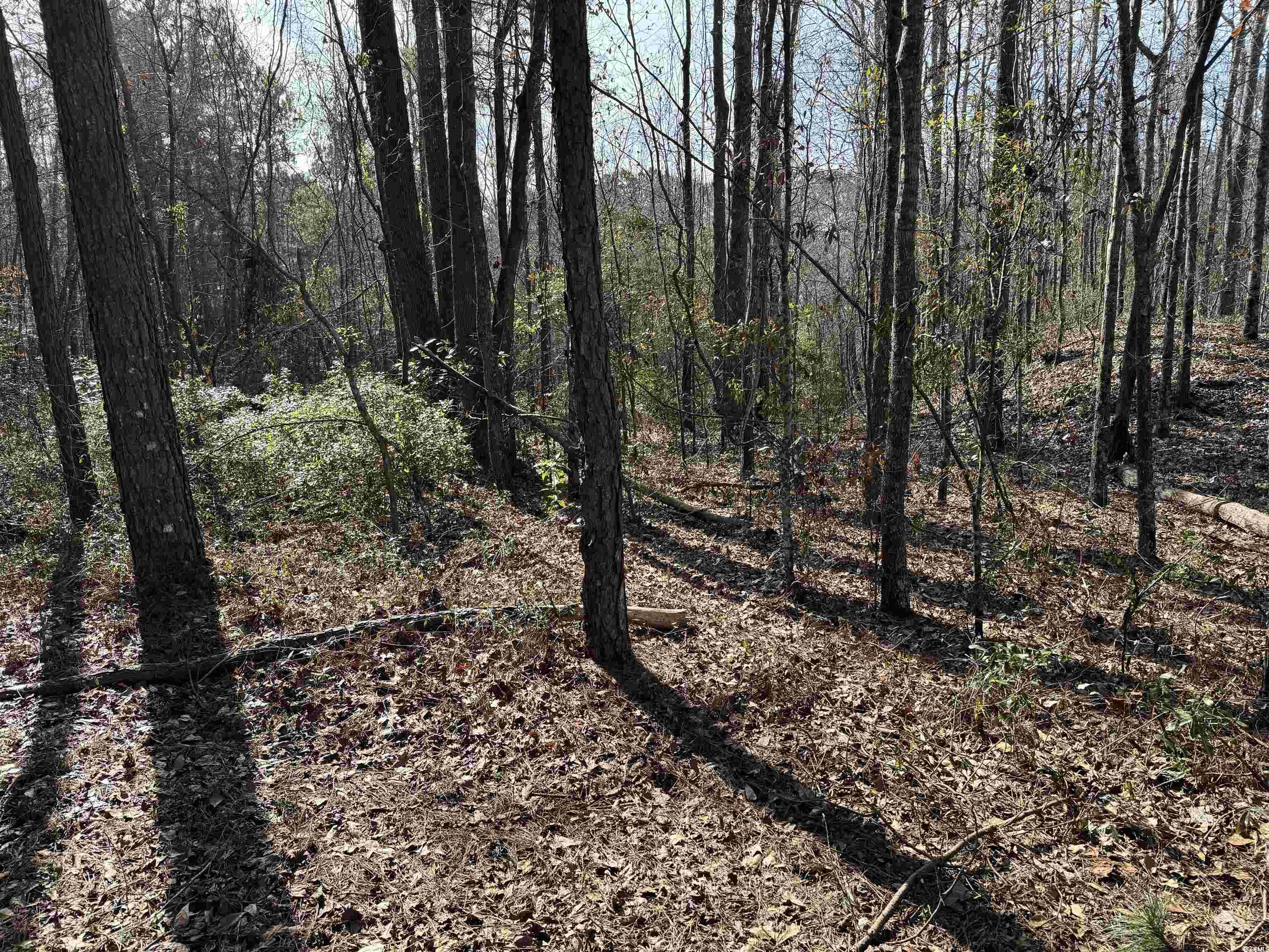 Tbd Copeland Moody Rd. Property Photo 5