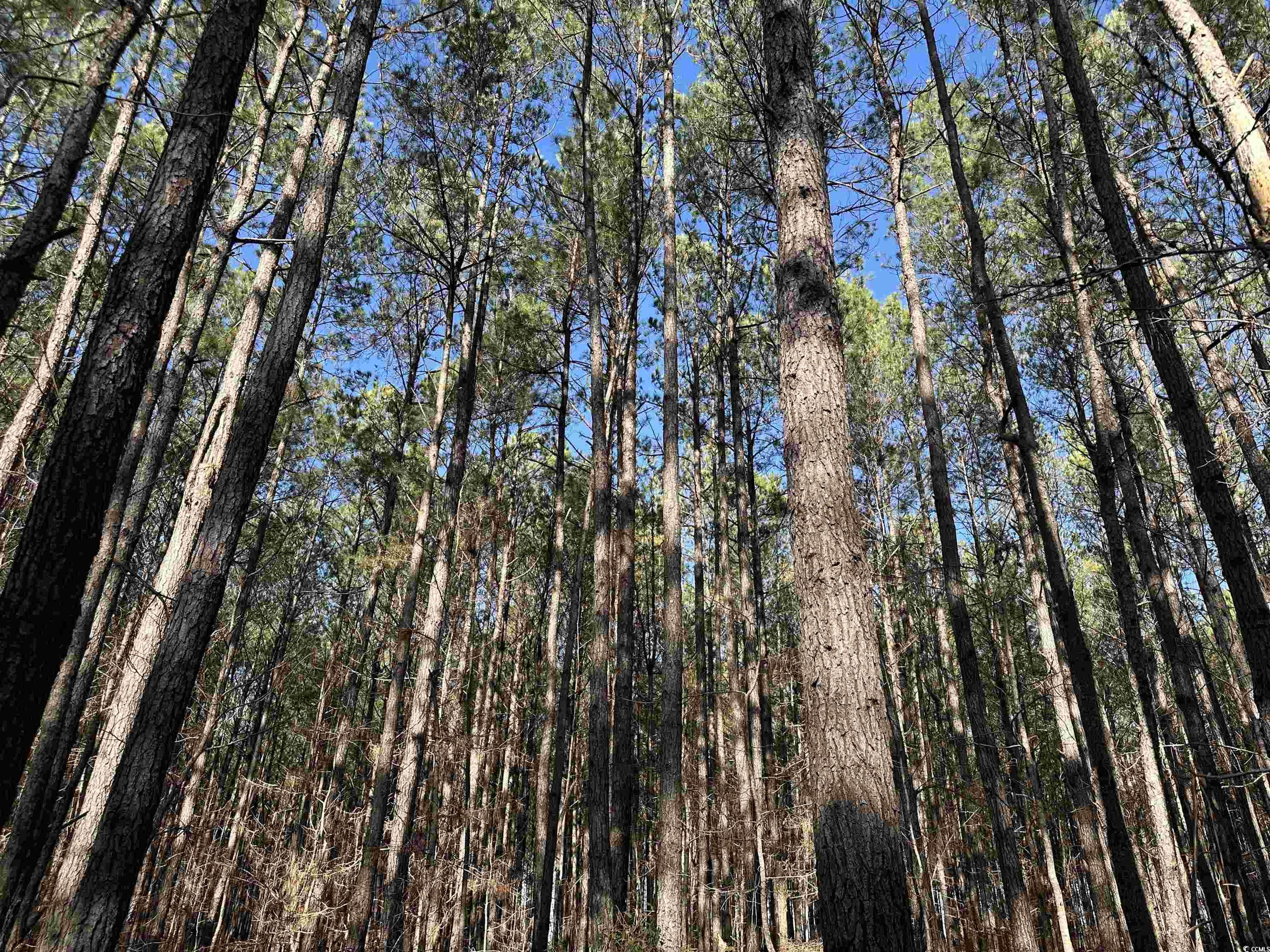 148 Acres-tbd Highway 521 Property Photo 14