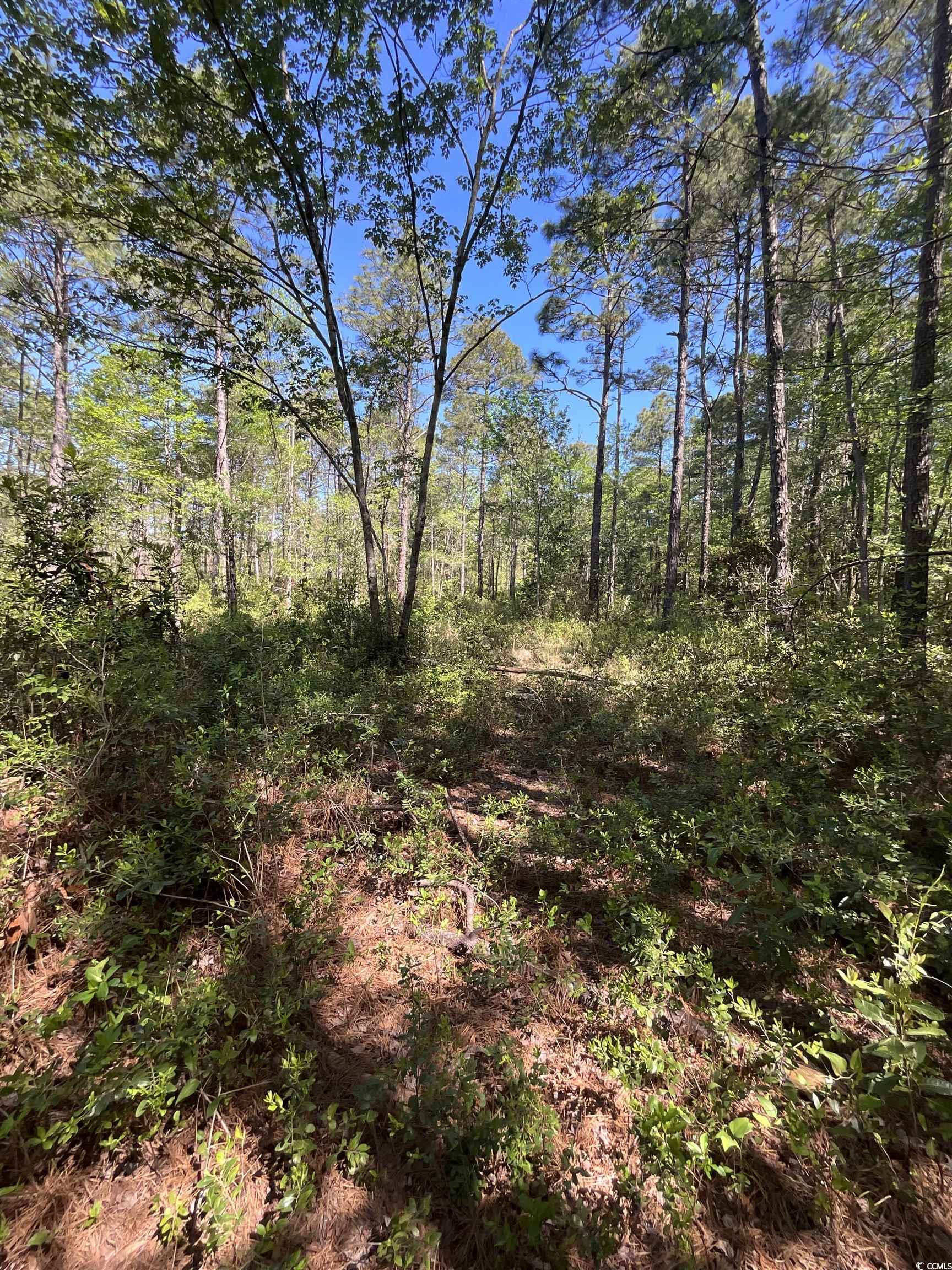 Tbd W Highway 707 Property Photo 3