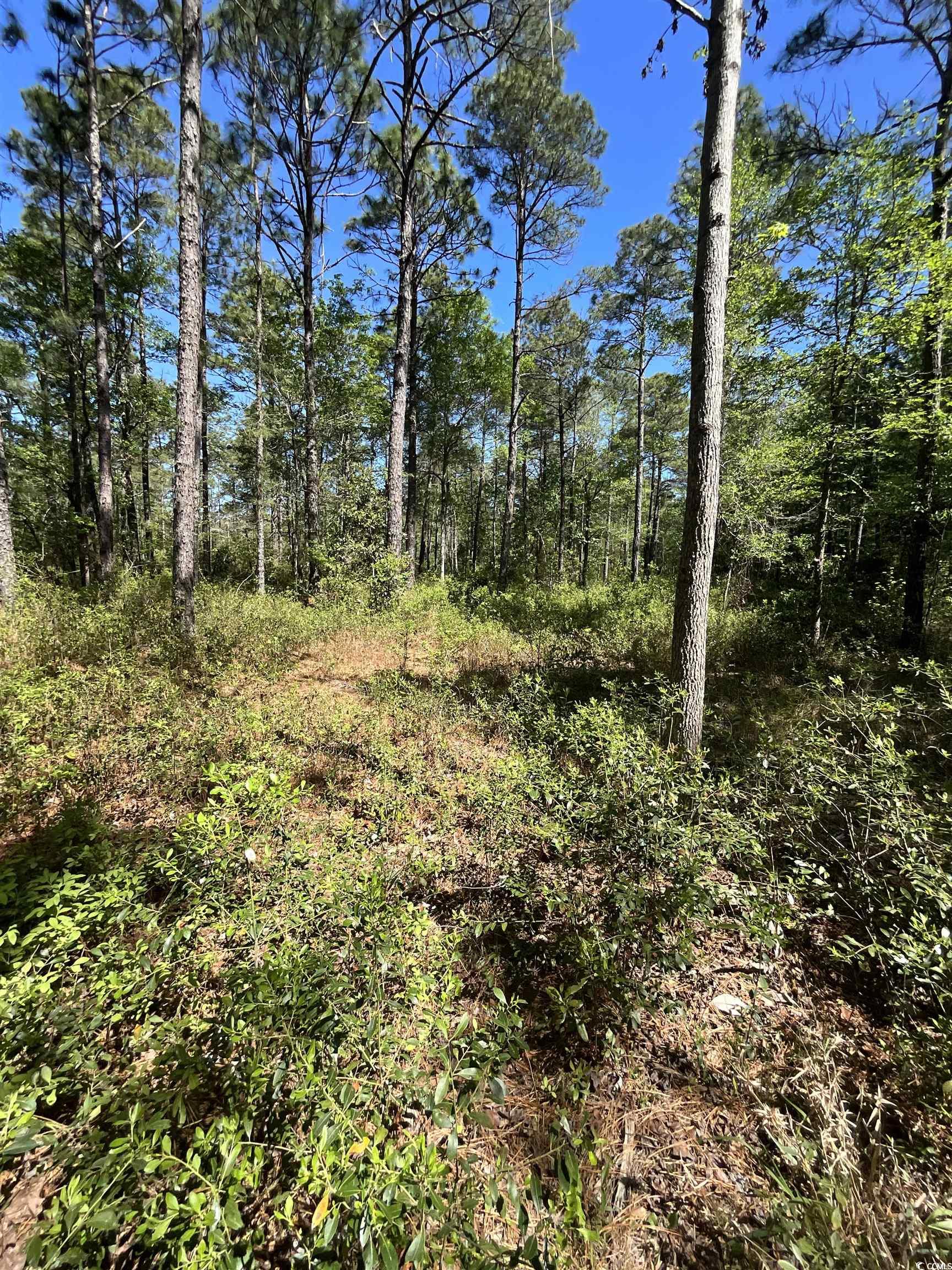 Tbd W Highway 707 Property Photo 4