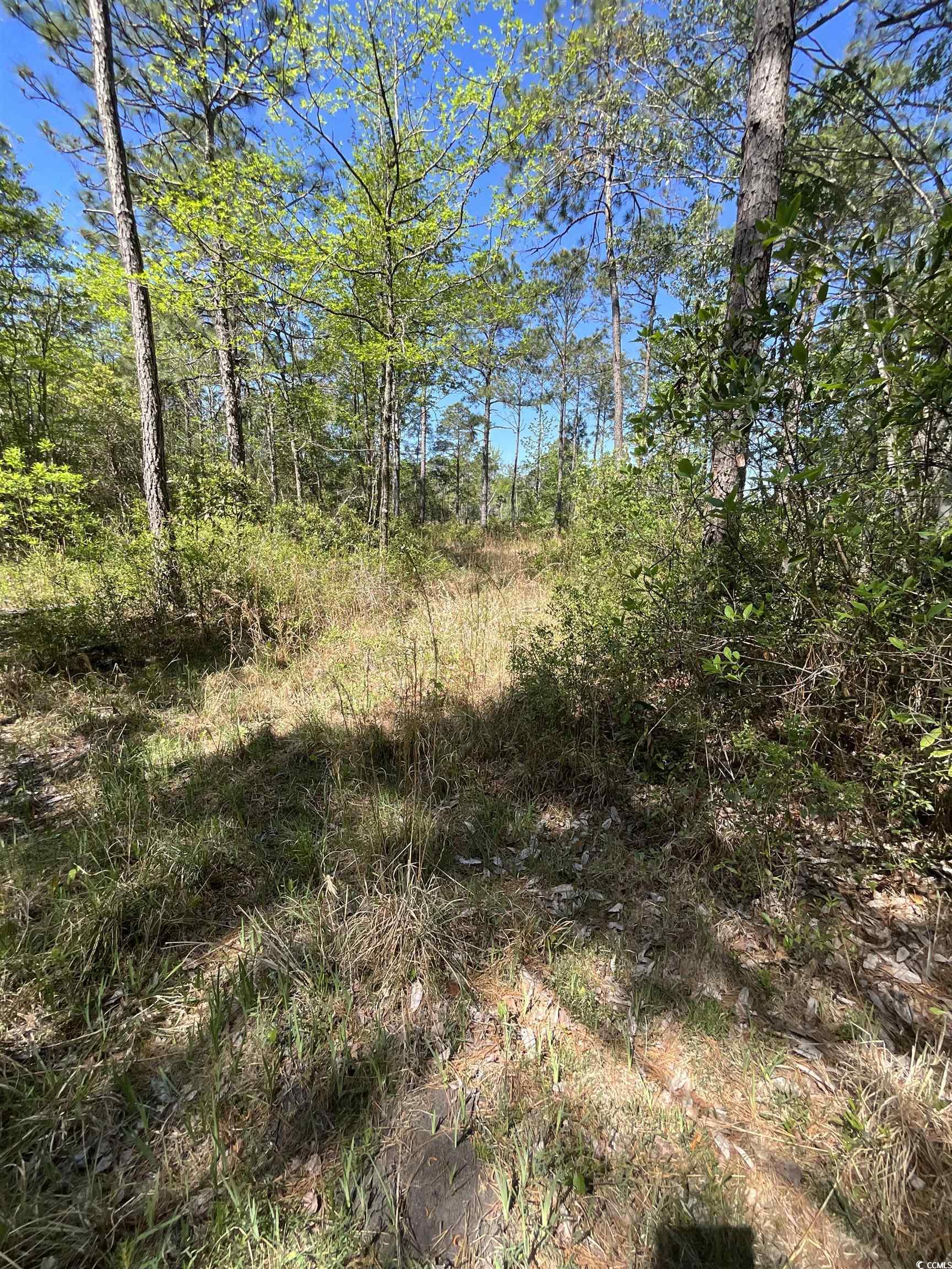 Tbd W Highway 707 Property Photo 5