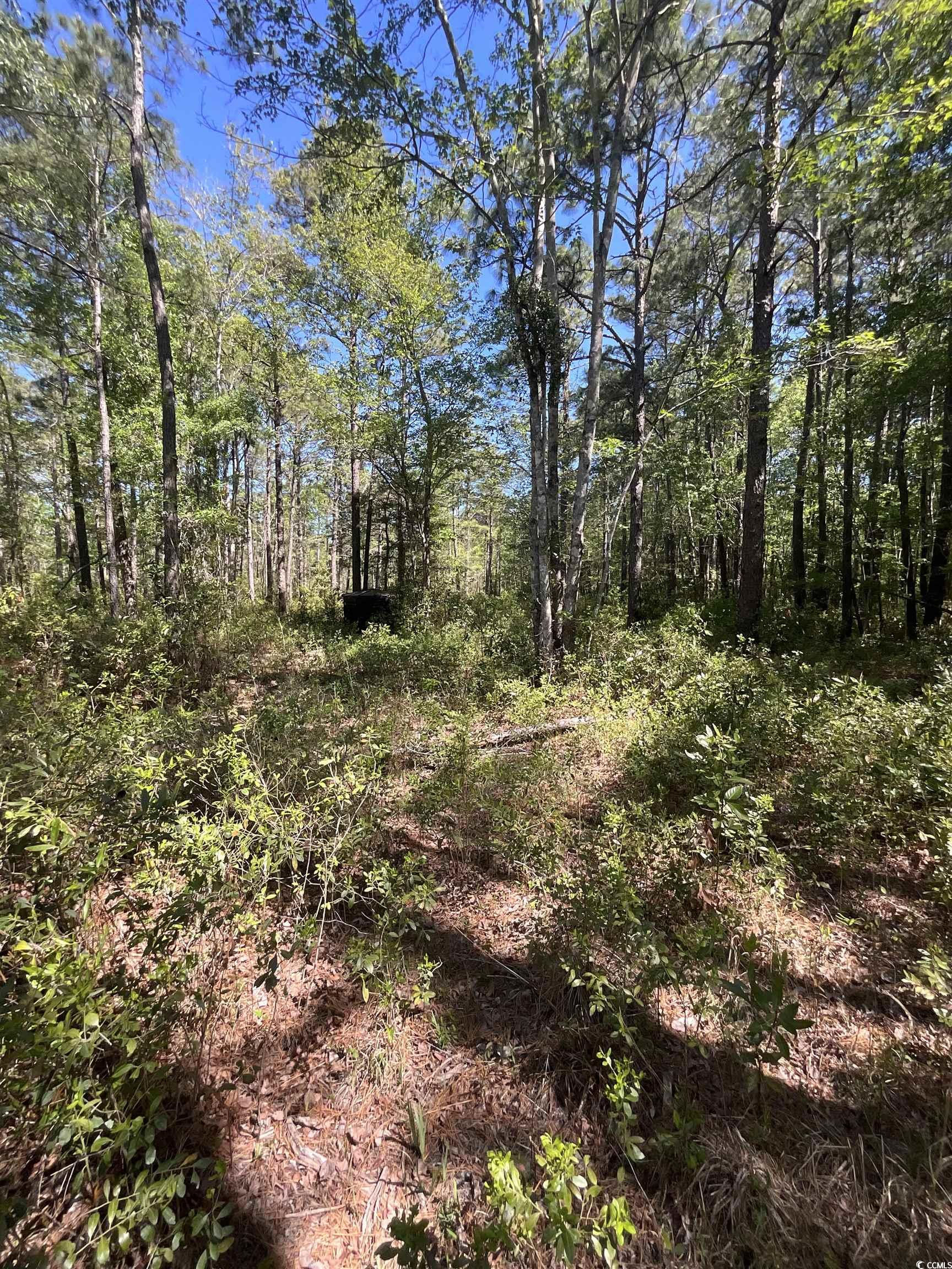 Tbd W Highway 707 Property Photo 6