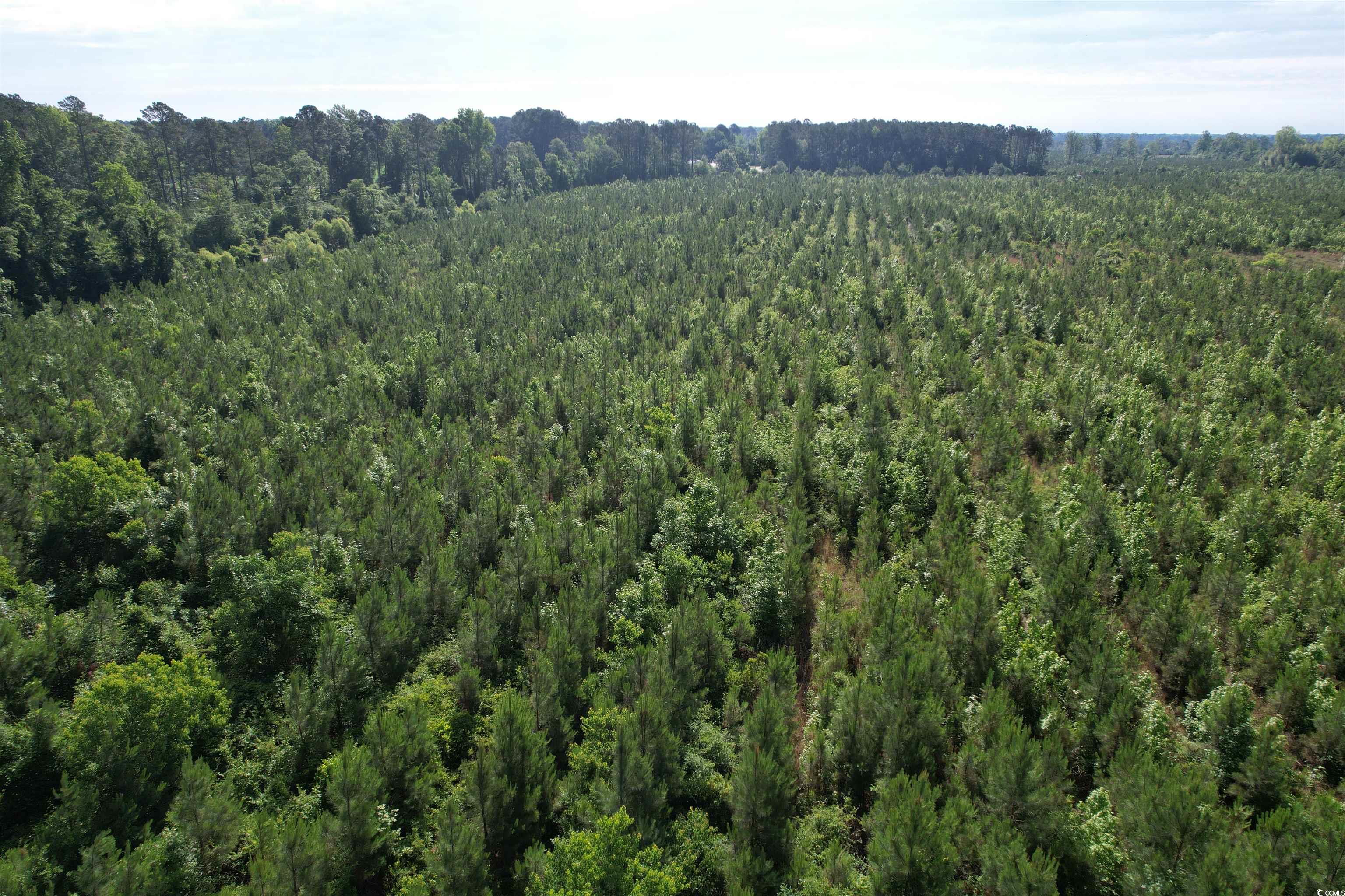 20 Acres - Tbd Highway 260 Property Photo 1